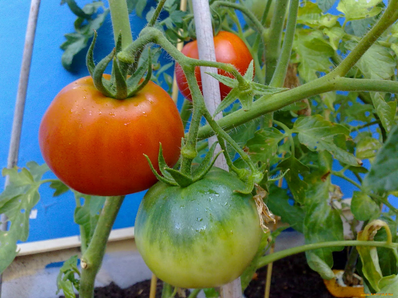 природа, плоды, помидор, листья, томаты