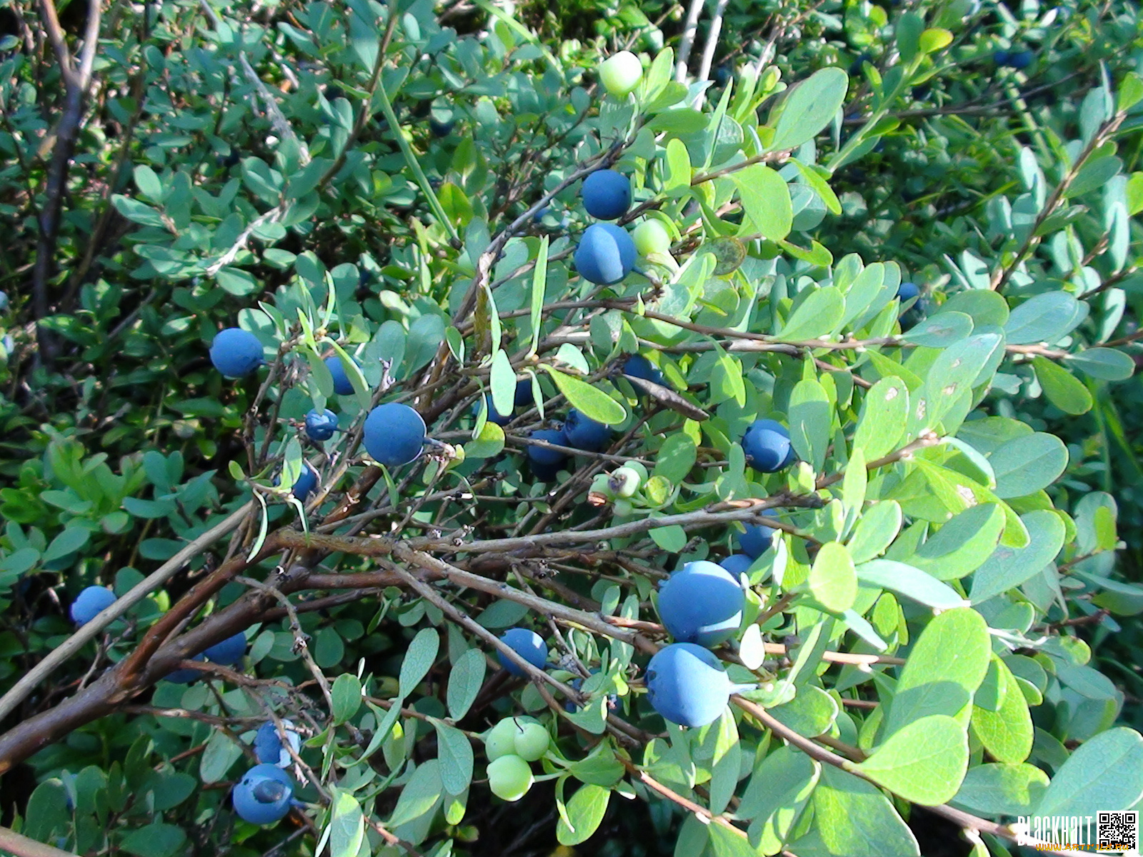 природа, Ягоды, куст, листья