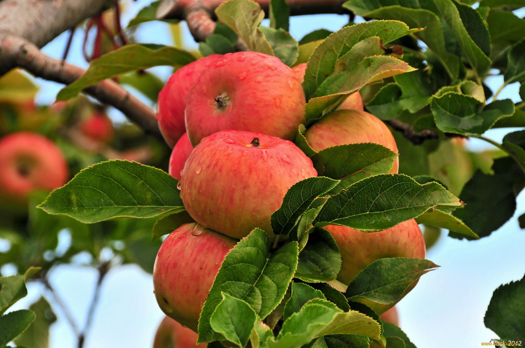 природа, плоды, ветка, яблоки