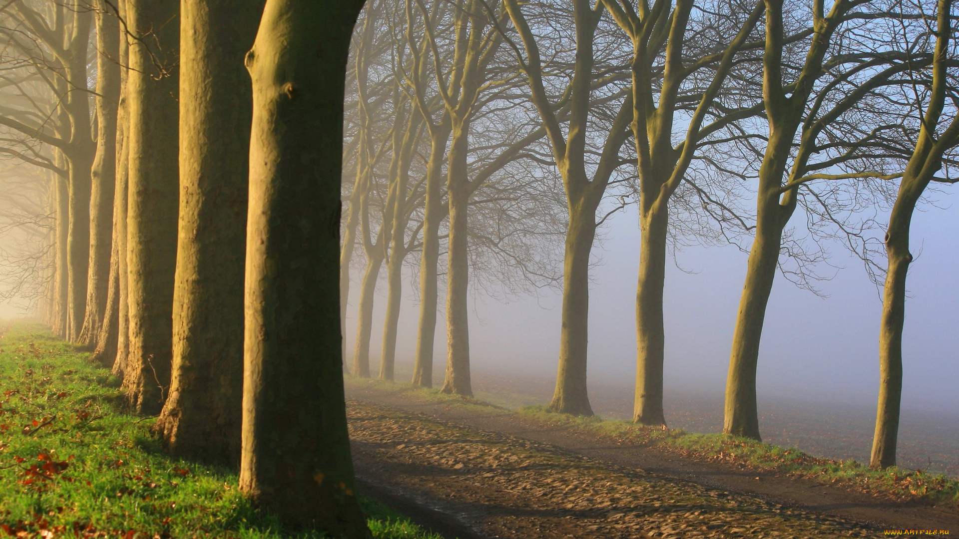 природа, дороги, дорога, поле, деревья, туман