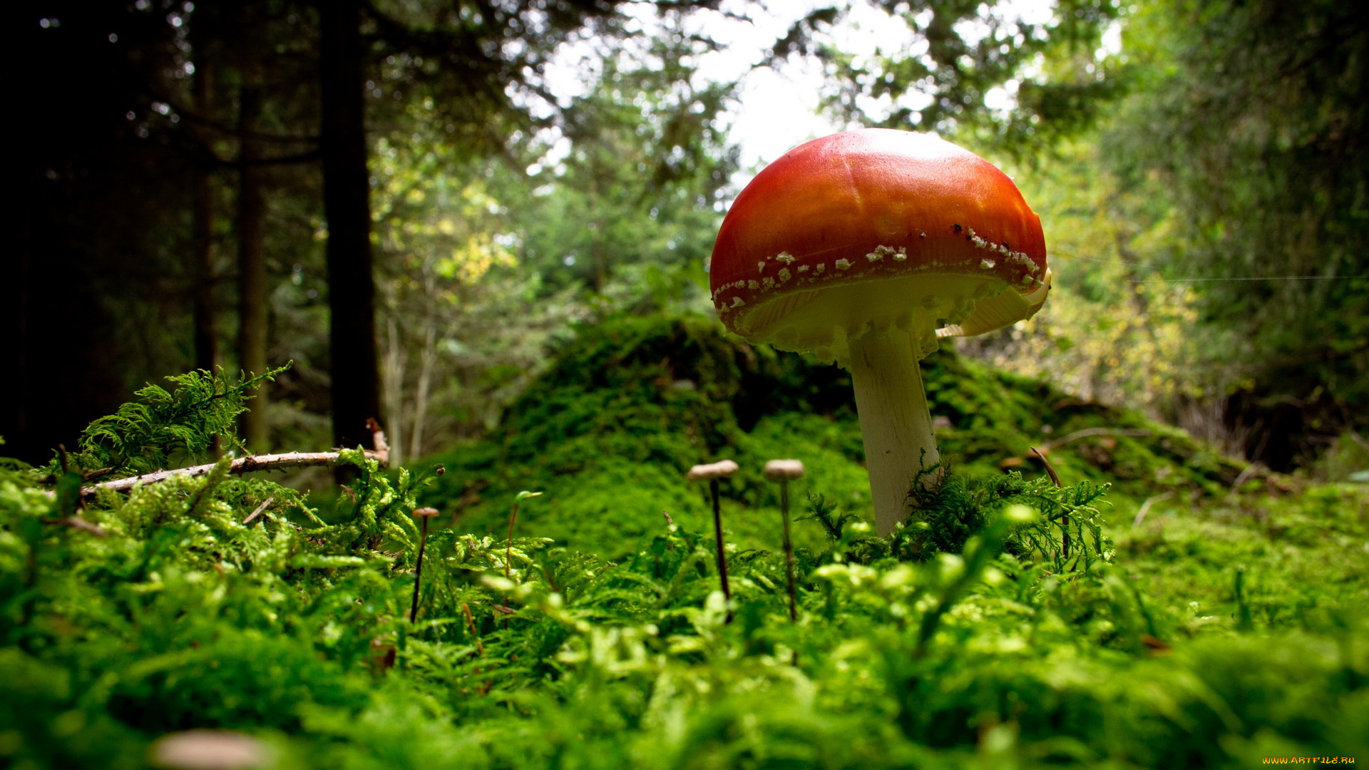 природа, грибы, мухомор, лес, трава