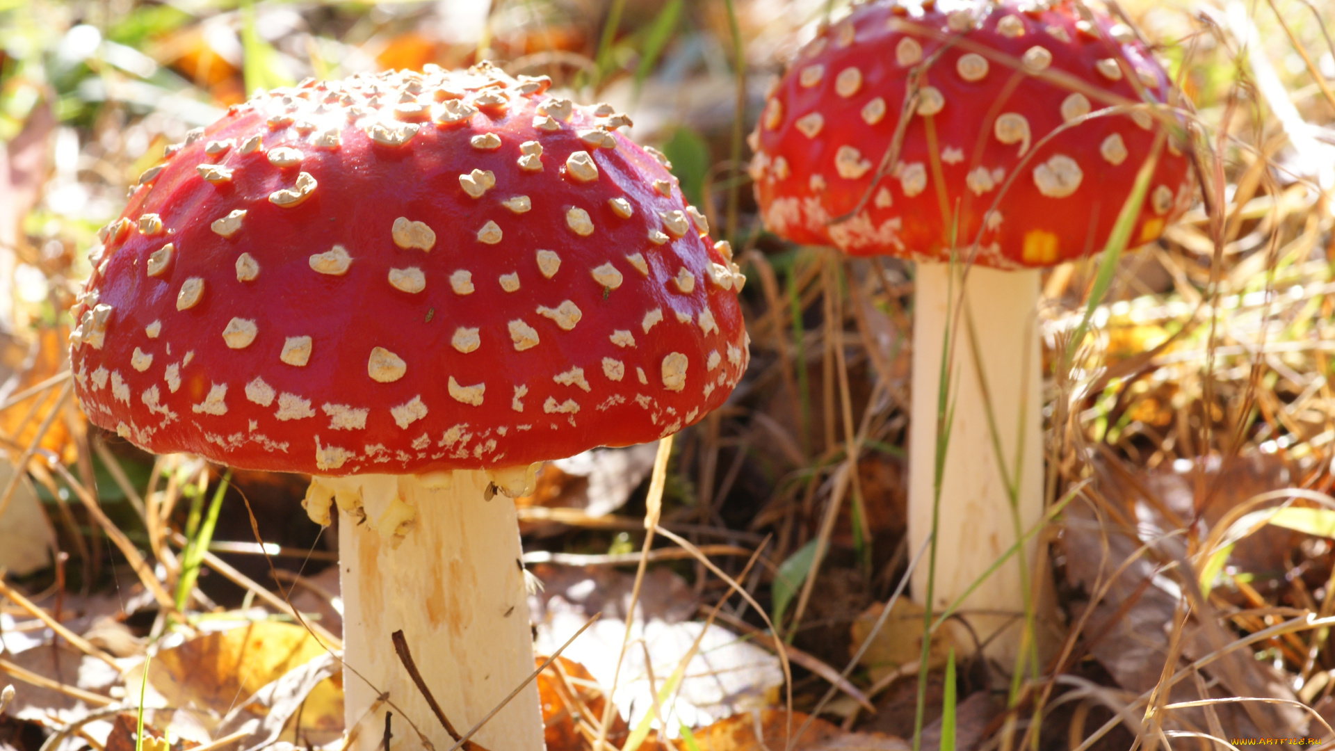 природа, грибы, мухомор, мухоморы
