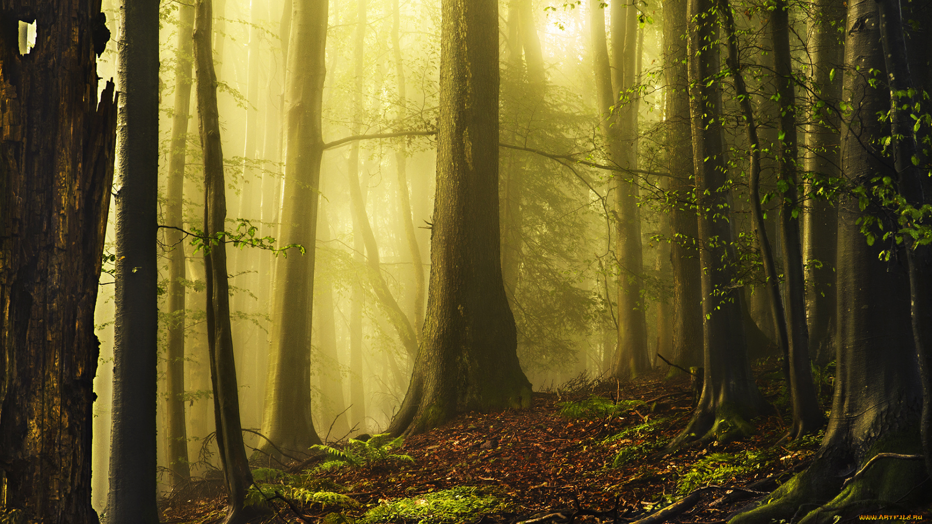 природа, лес, деревья, свет