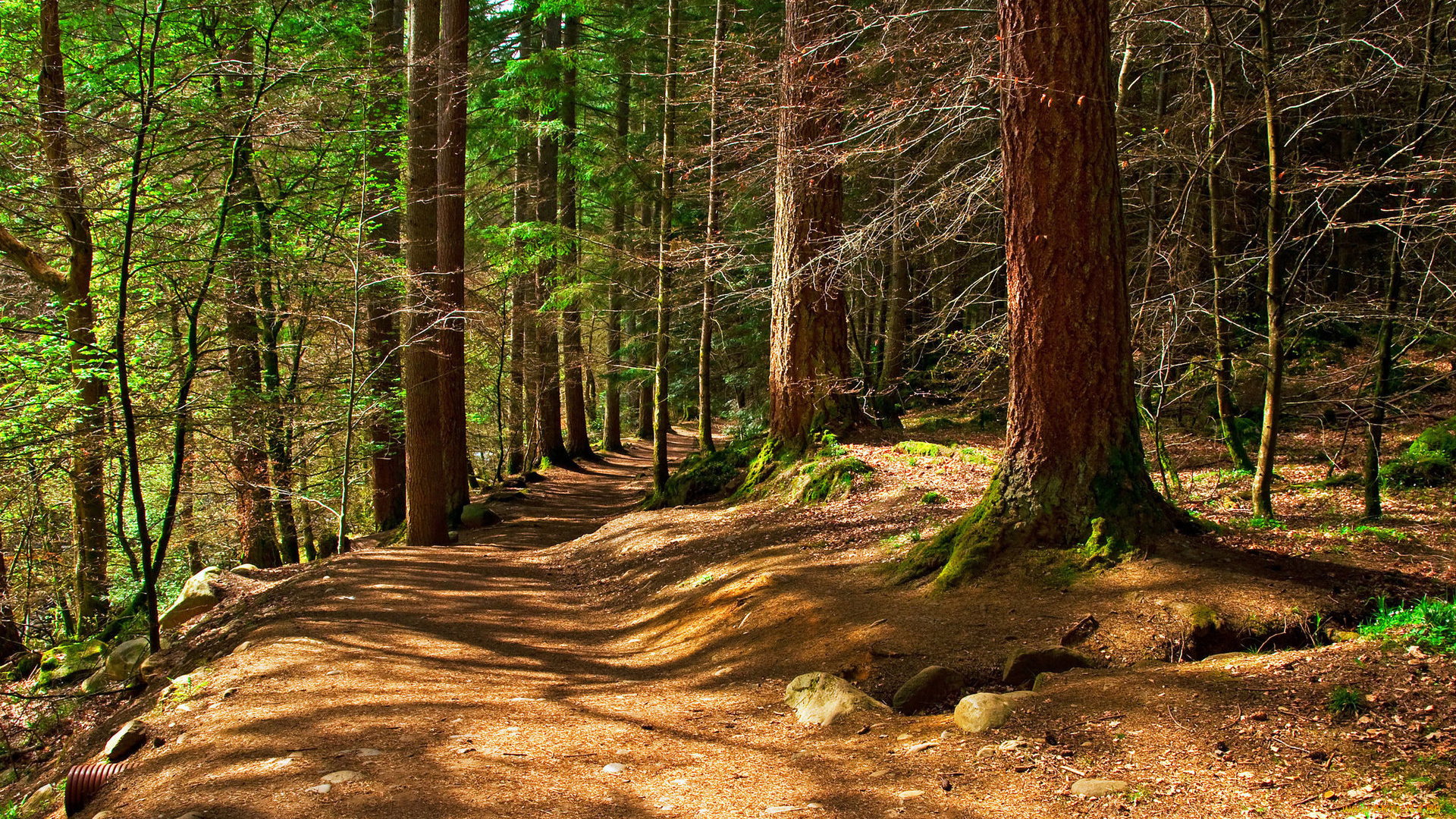 природа, лес, лето, стволы, тропинка