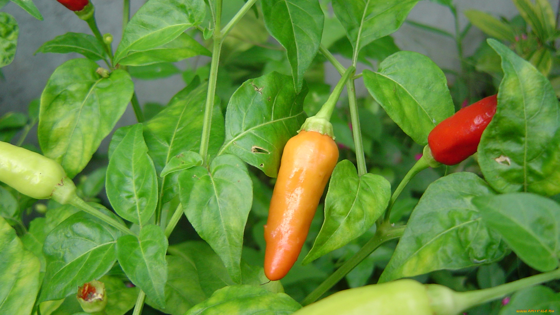 природа, плоды, листья, перец