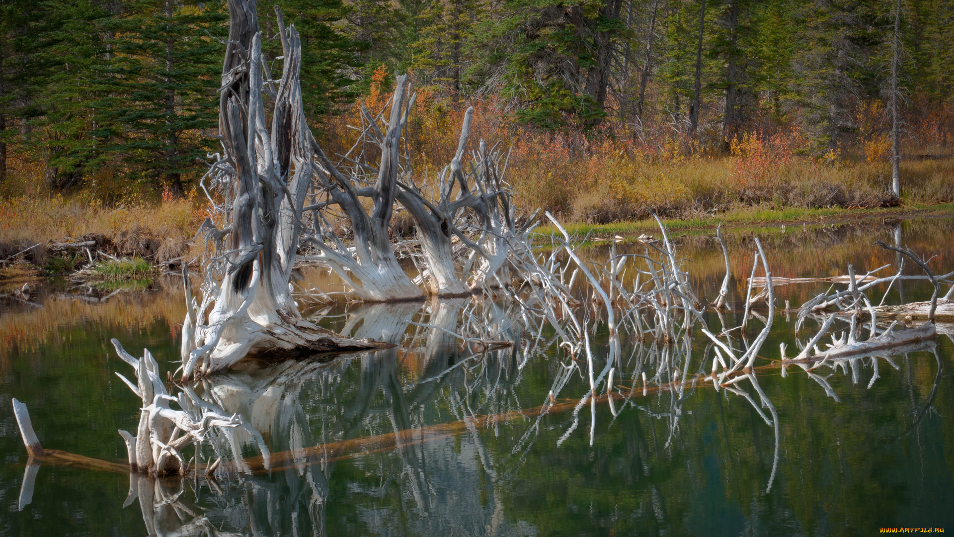 природа, реки, озера, дерево, озеро, гладь, лес, вода, сухое