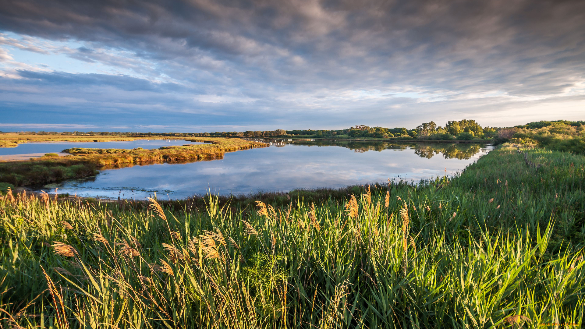 природа, реки, озера, пейзаж, камыш, озеро, трава, франция, france