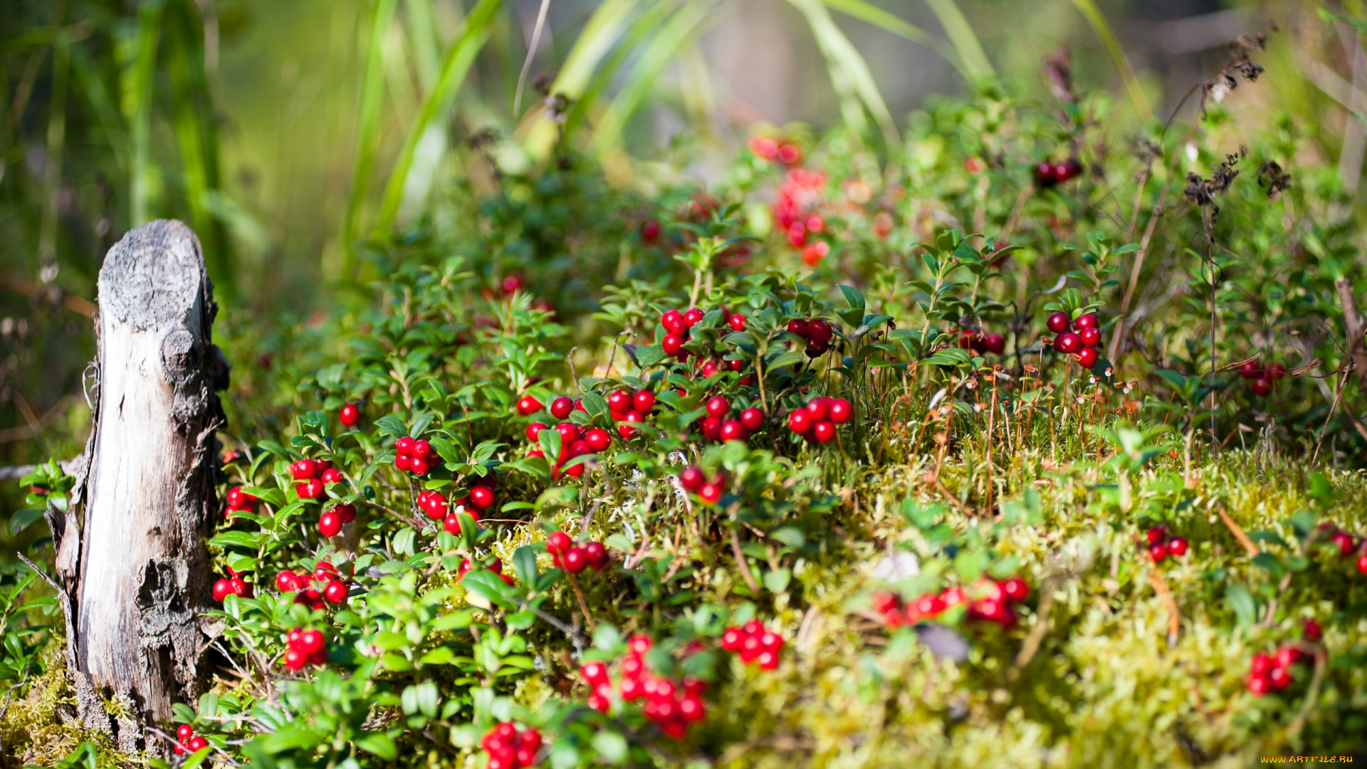 природа, Ягоды, брусника