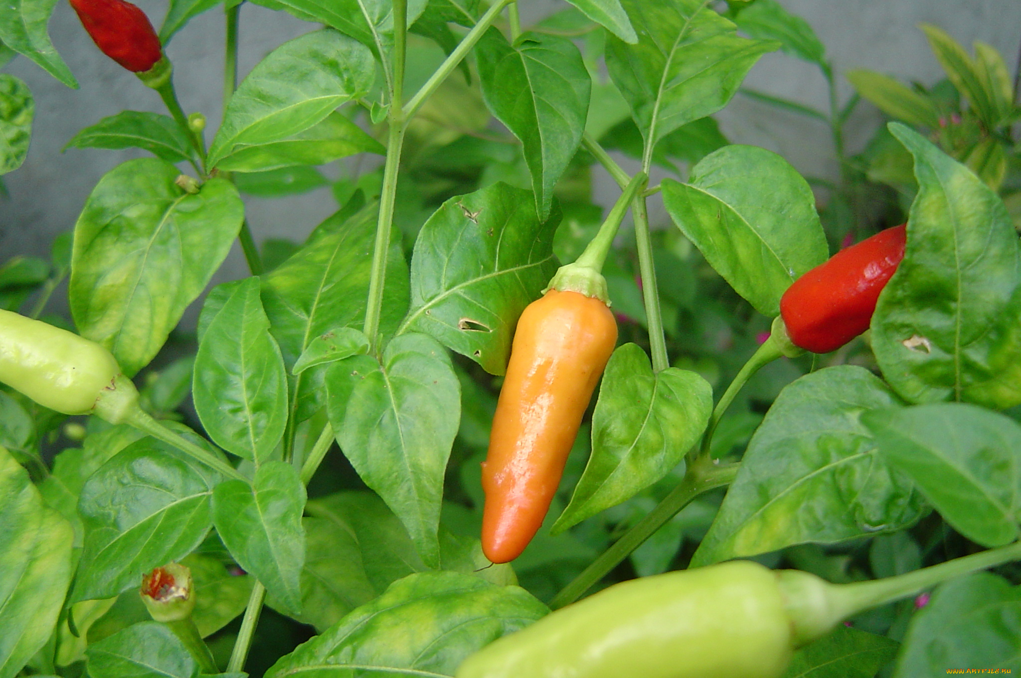 природа, плоды, листья, перец