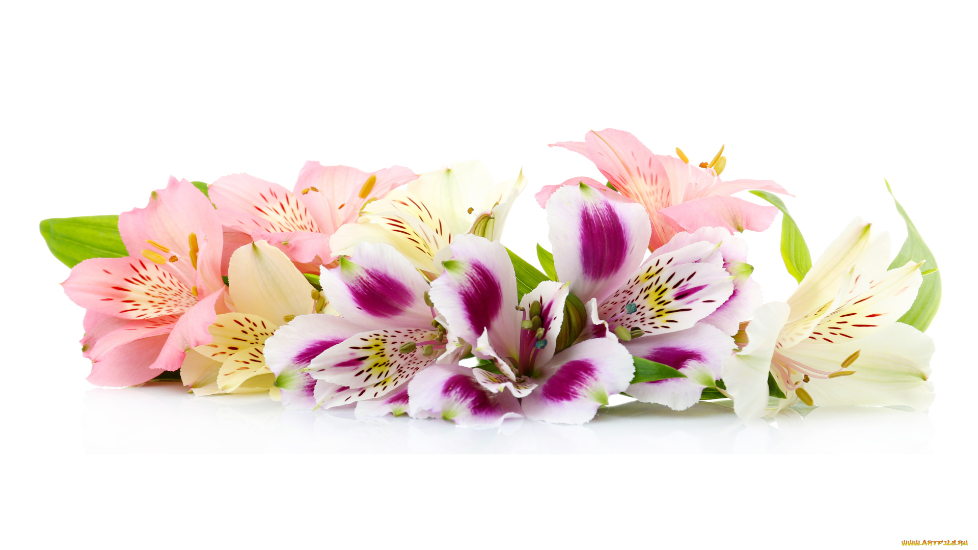 цветы, альстромерия, альстромерии, много