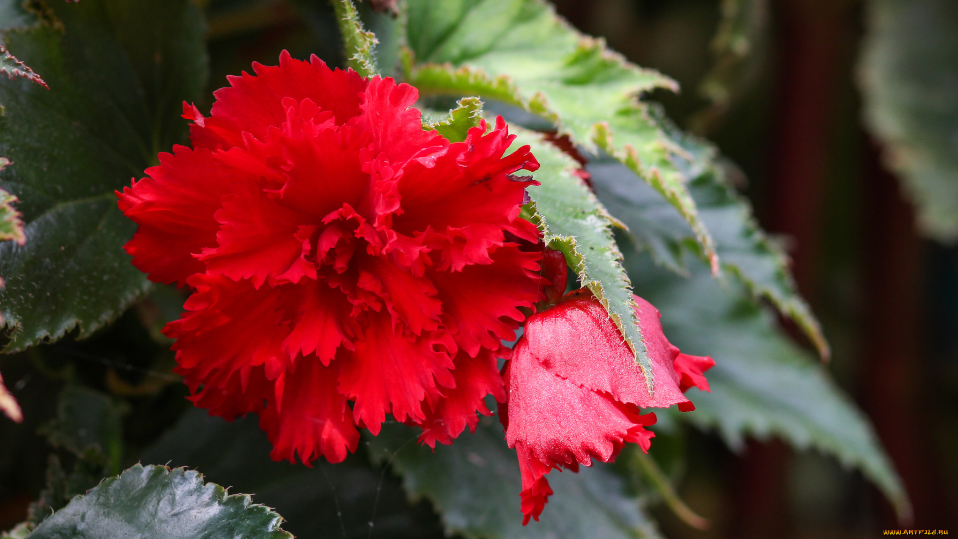 цветы, бегония, цветение