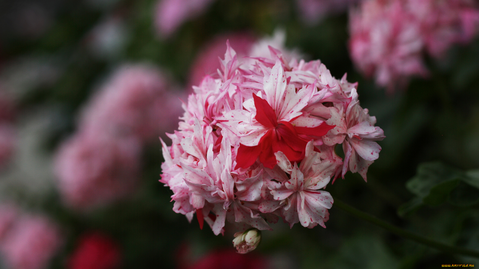 цветы, герань, нежность, цветение, лепестки, цветки