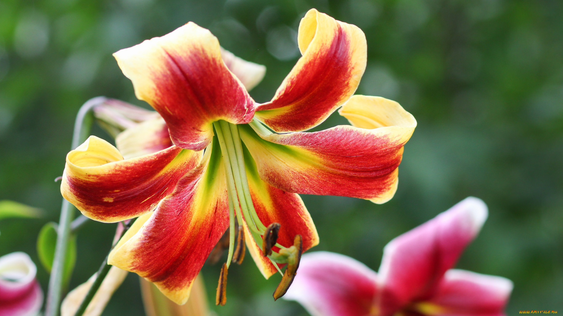 цветы, лилии, , лилейники, petals, lily, bloom, цветение, лепестки