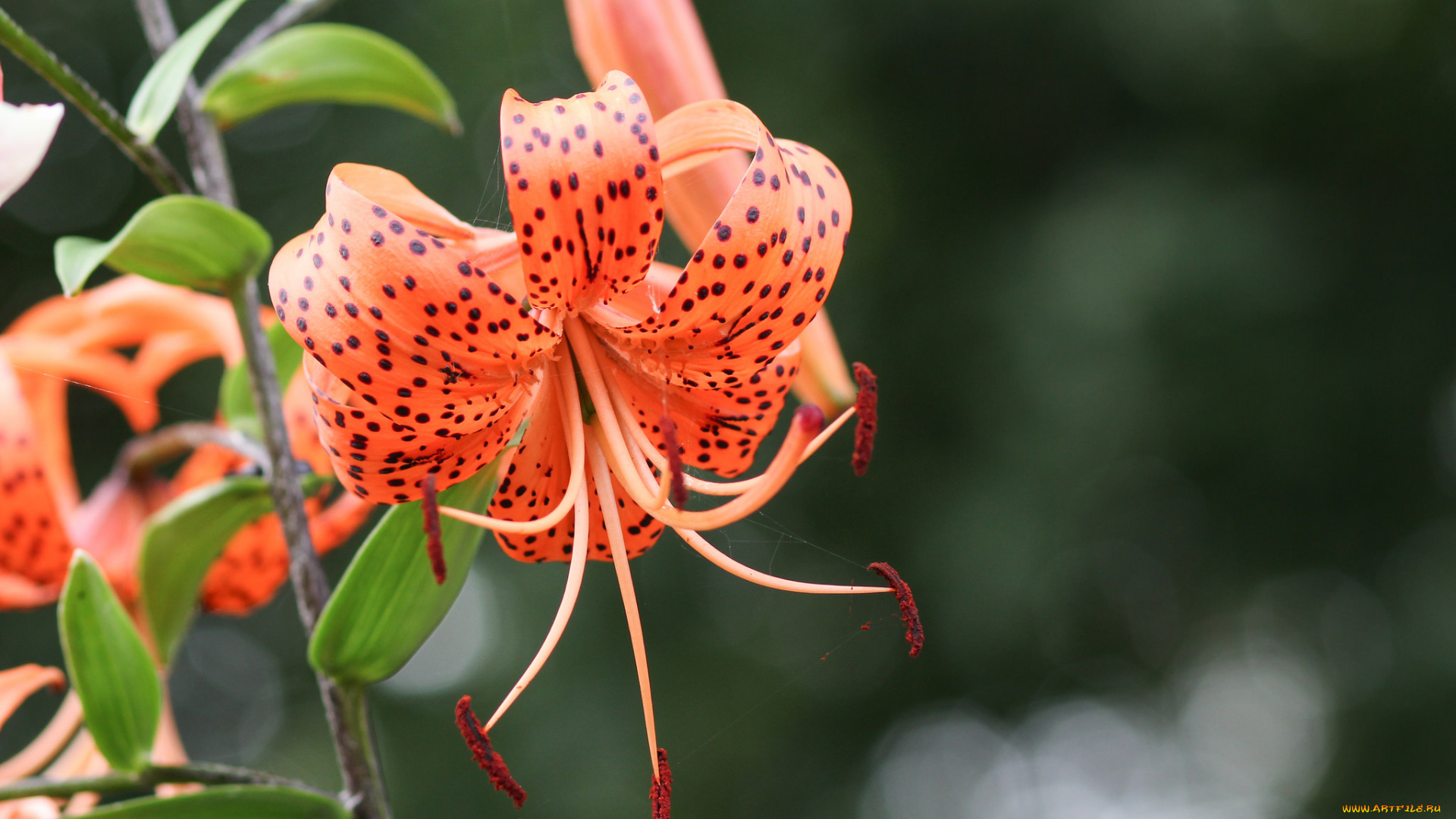 цветы, лилии, , лилейники, petals, lily, лепестки, цветение, bloom