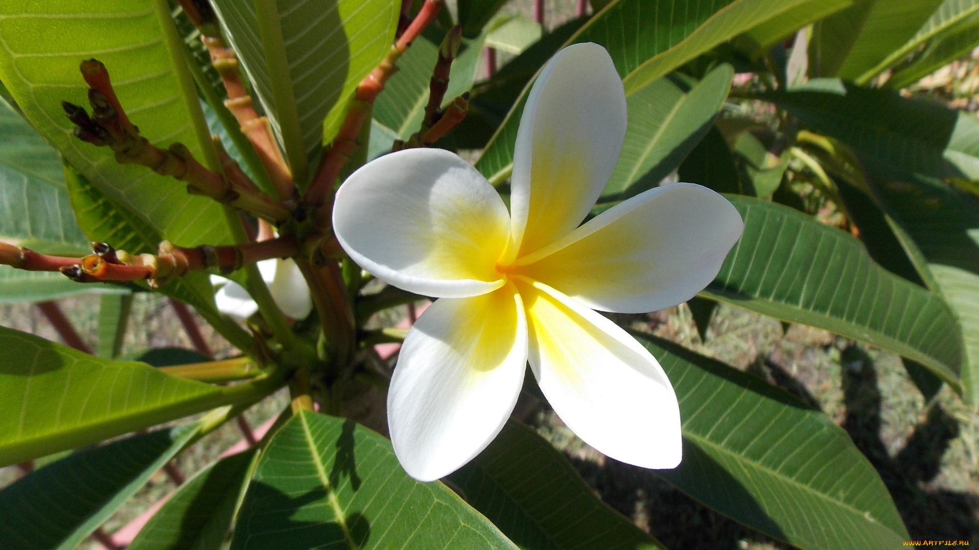 цветы, плюмерия, лепестки