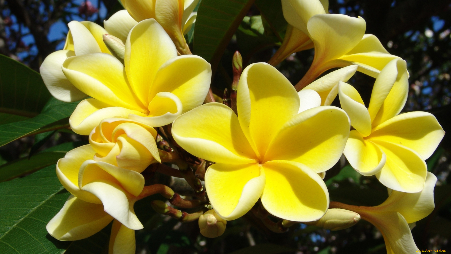 цветы, плюмерия, plumeria, желтые