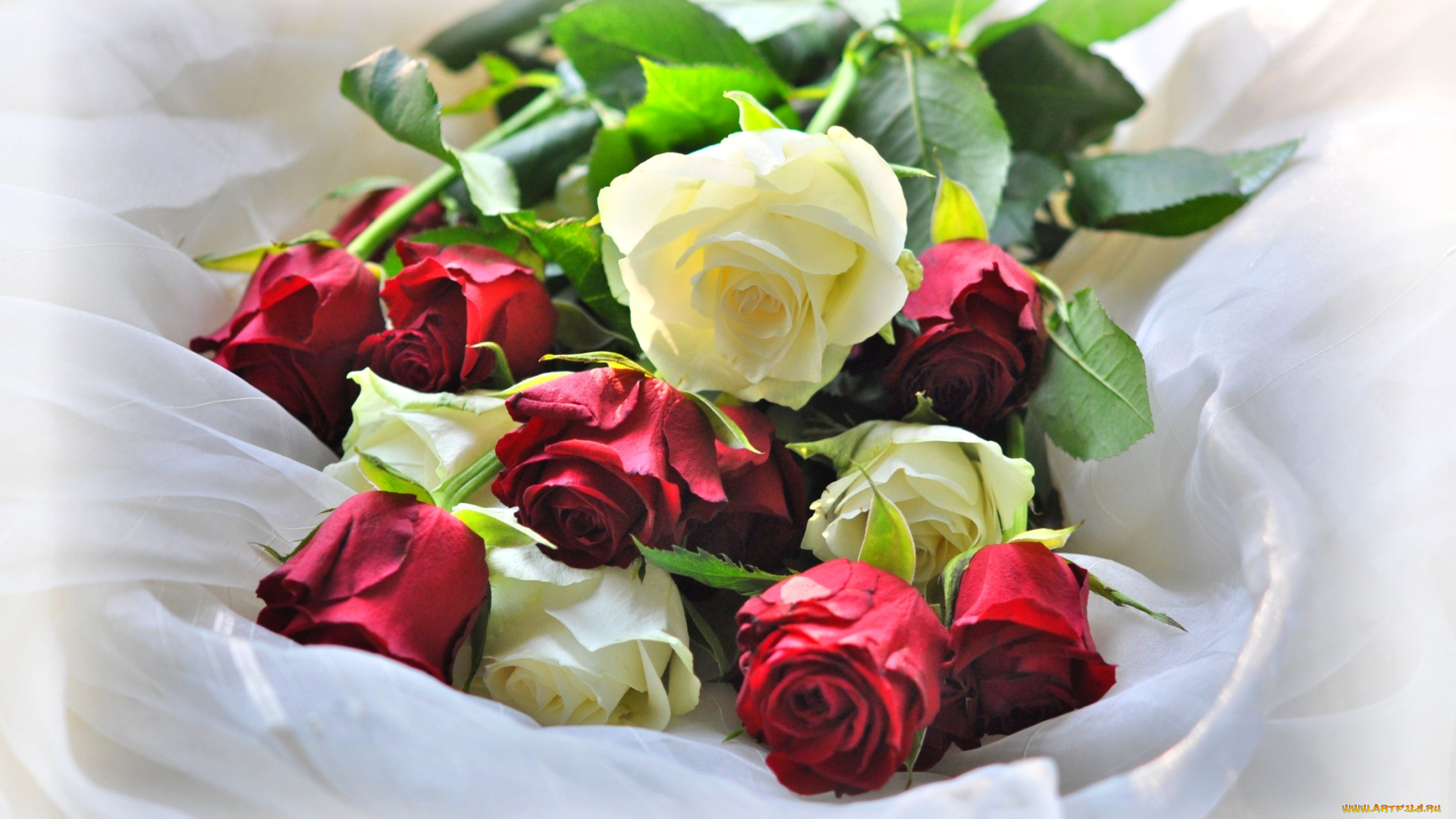 цветы, розы, белый, красный, бутоны