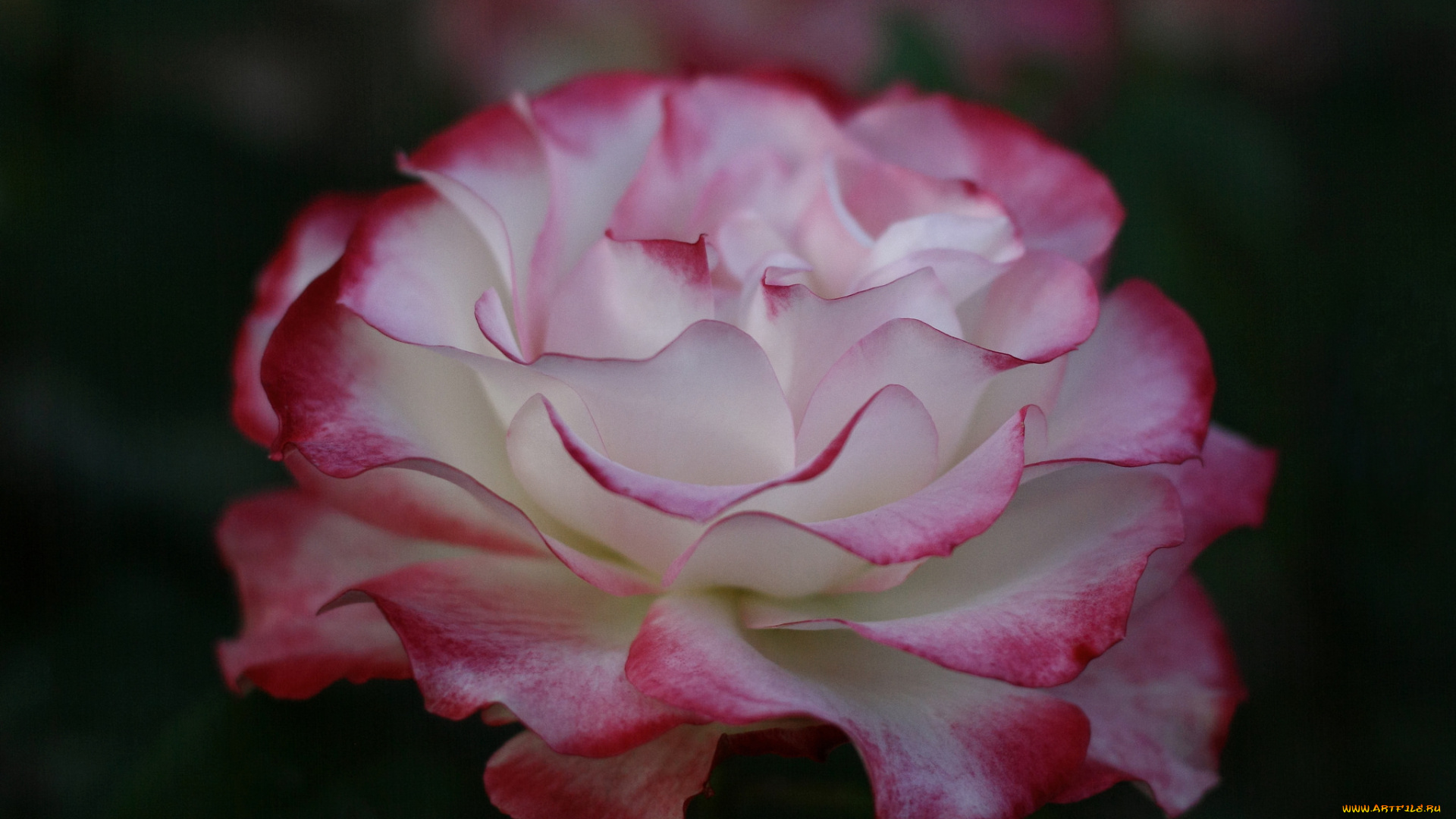 цветы, розы, бутон, лепестки, blossoms, роза, leaves, petals, bud, rose, цветение, листья