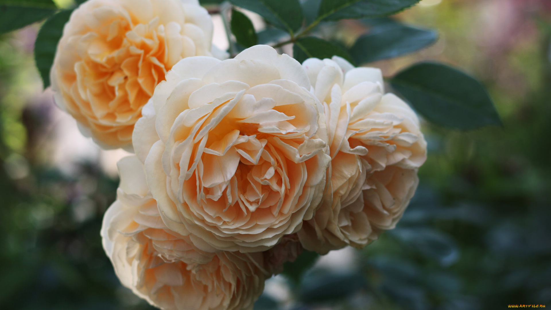 цветы, розы, цветение, листья, leaves, petals, bud, rose, бутон, blossoms, роза, лепестки