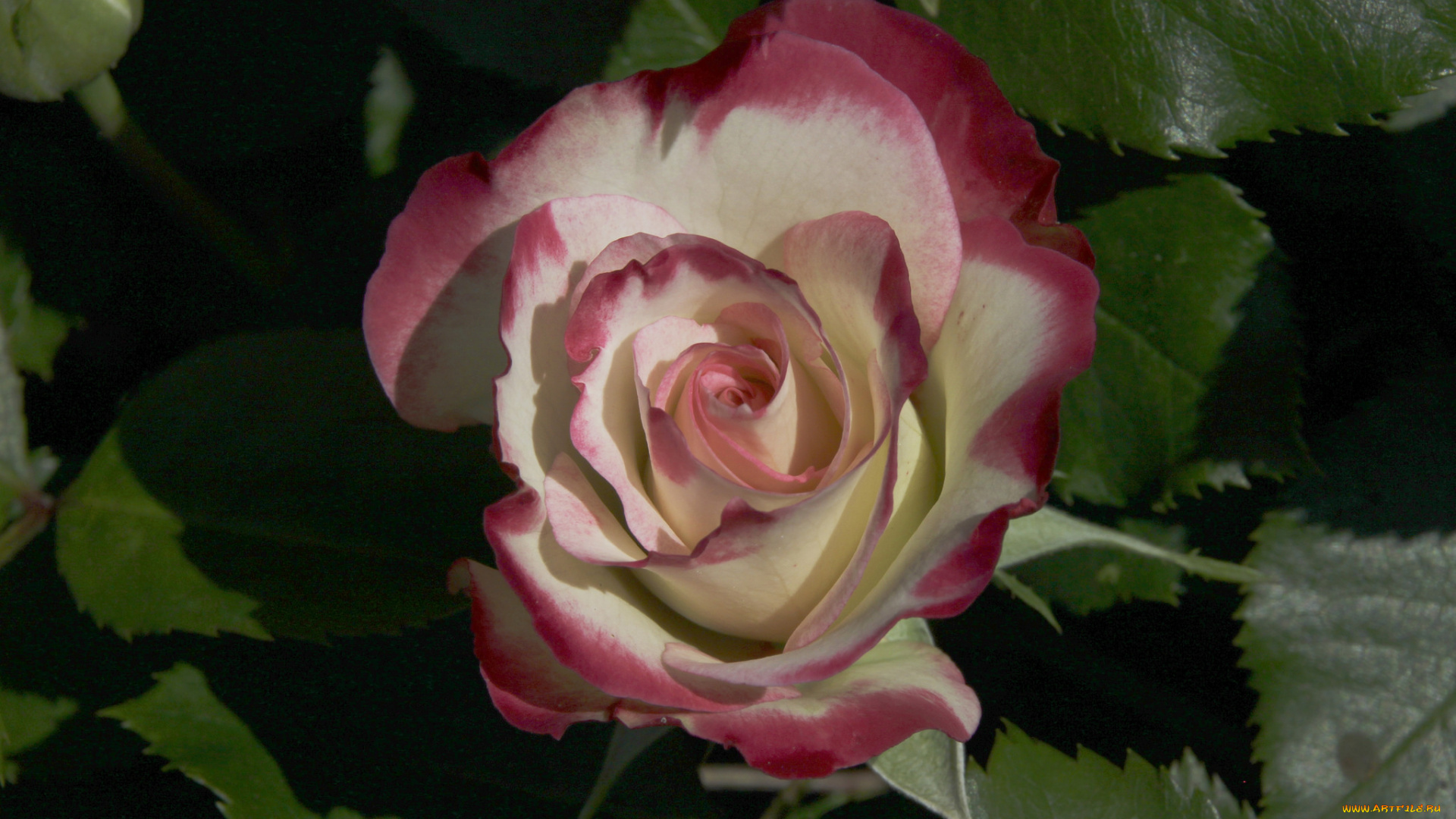 цветы, розы, leaves, petals, bud, rose, цветение, листья, лепестки, бутон, роза, blossoms