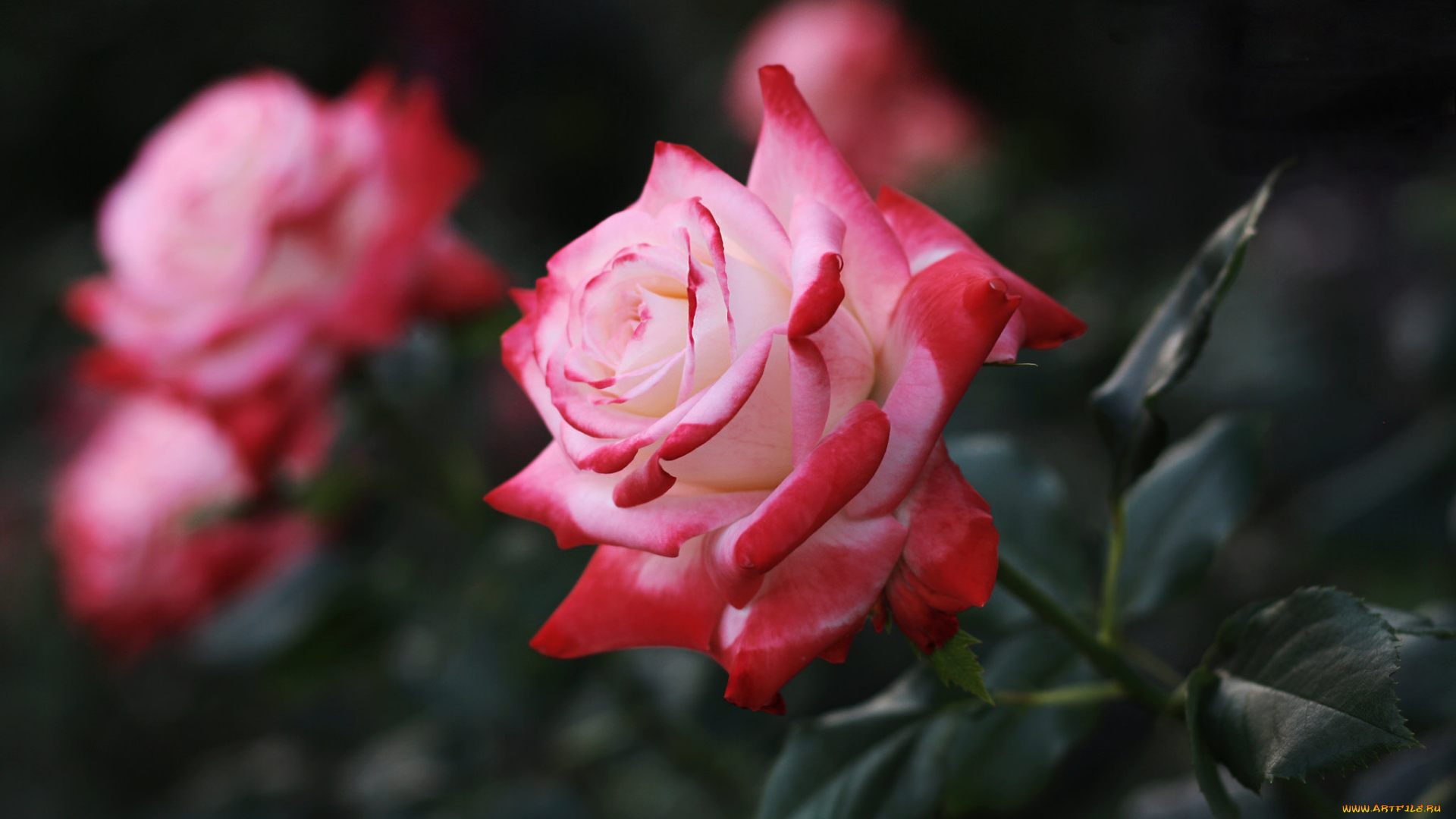 цветы, розы, листья, лепестки, цветение, розовая, роза