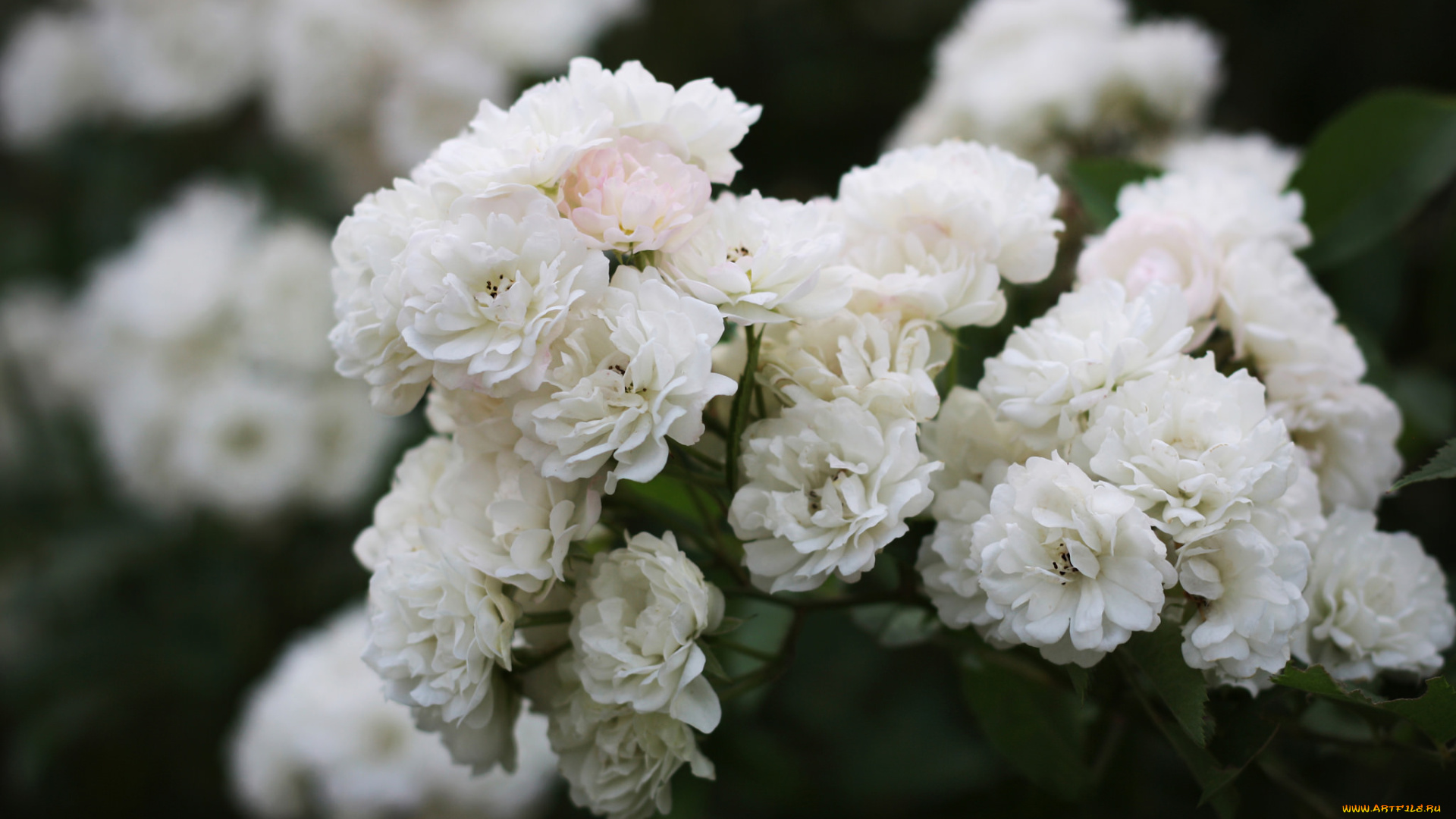 цветы, розы, роза, leaves, цветение, листья, лепестки, petals, bud, blossoms, бутон, rose