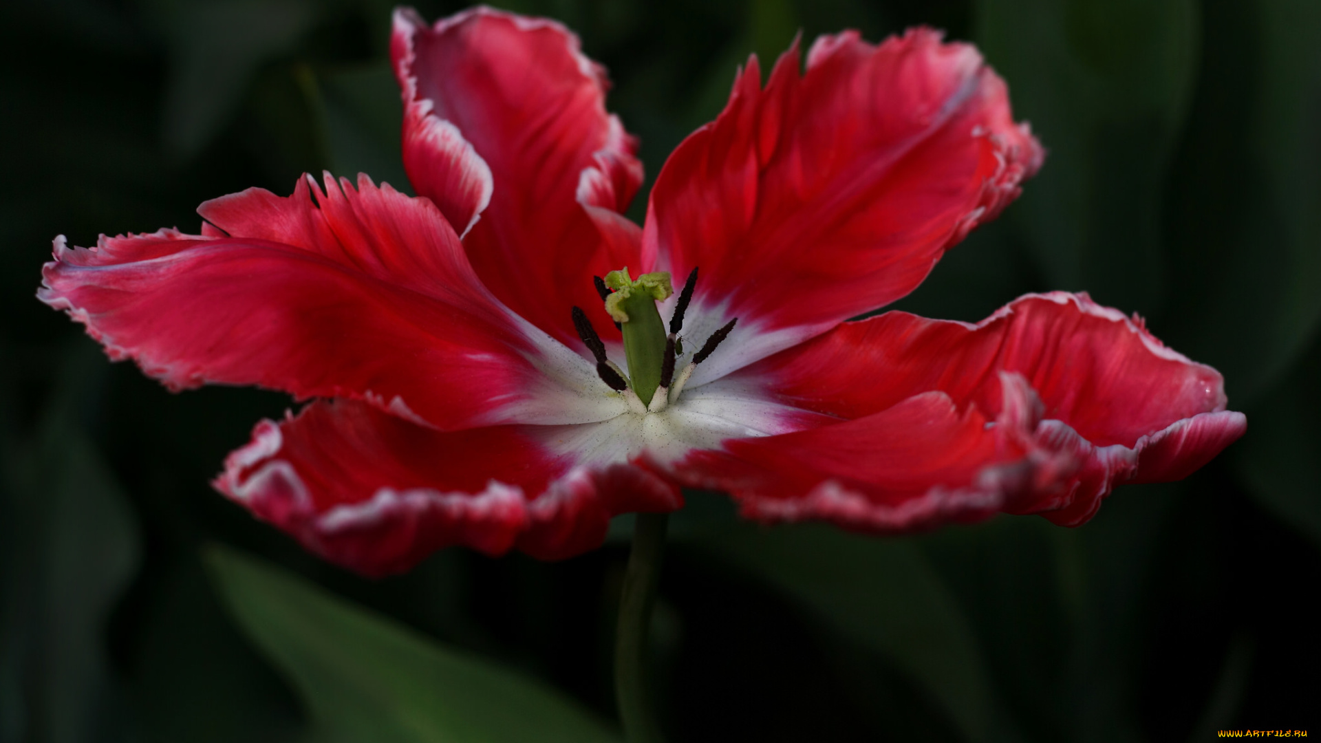 цветы, тюльпаны, цветение, разноцветные, много, лепестки