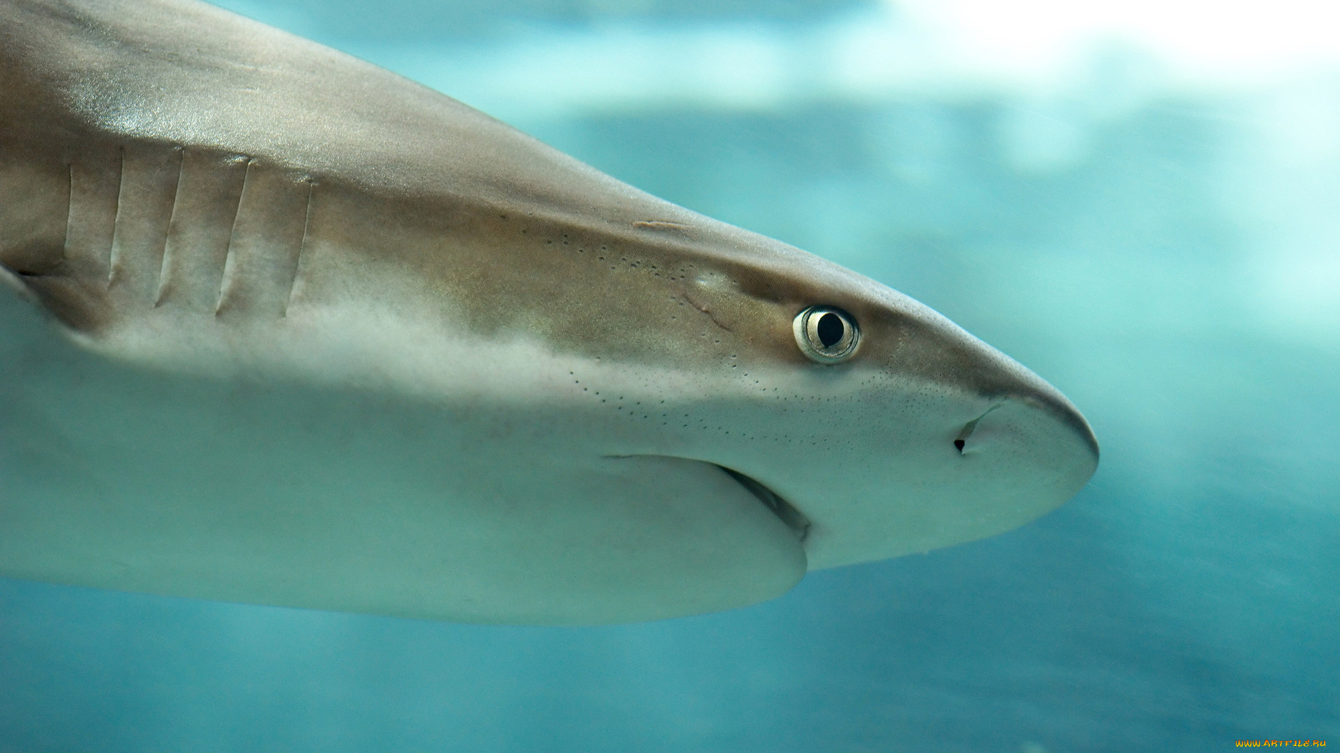 животные, акулы, акула