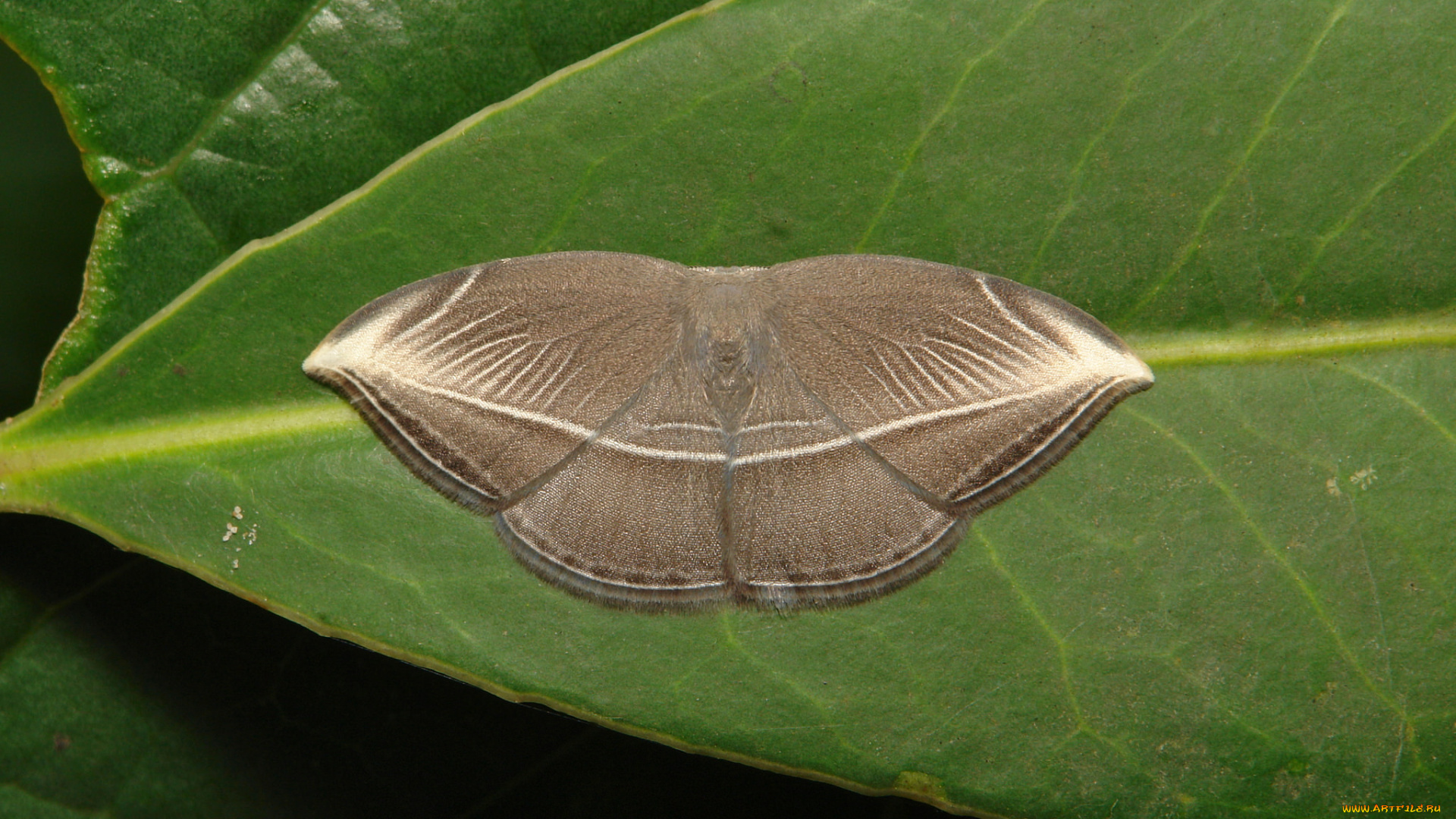 животные, бабочки, макро, крылья, itchydogimages, насекомое, бабочка