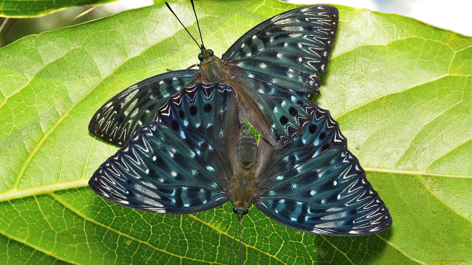 животные, бабочки, макро, усики, itchydogimages, крылья