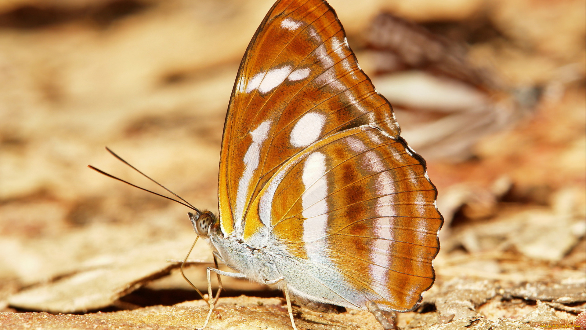 животные, бабочки, усики, крылья, бабочка, itchydogimages, макро