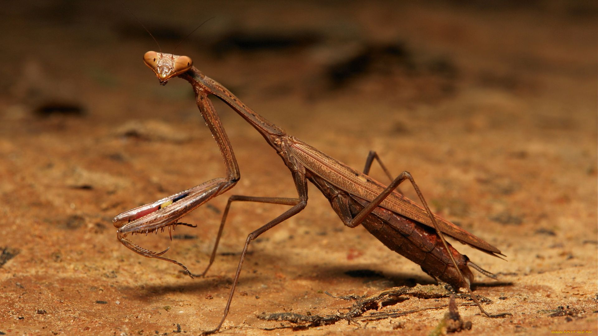 животные, богомолы, глаза, насекомое, богомол, itchydogimages, макро