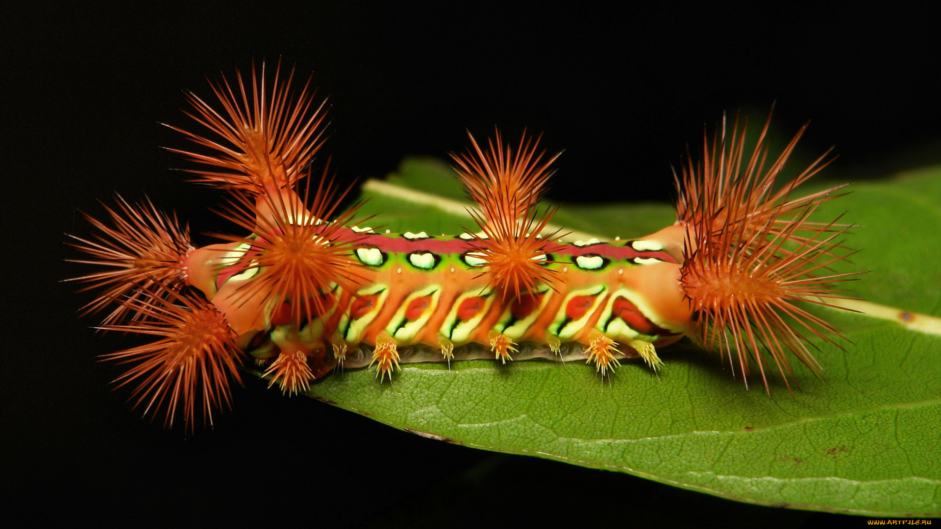 животные, гусеницы, гусеница, лист, макро, itchydogimages