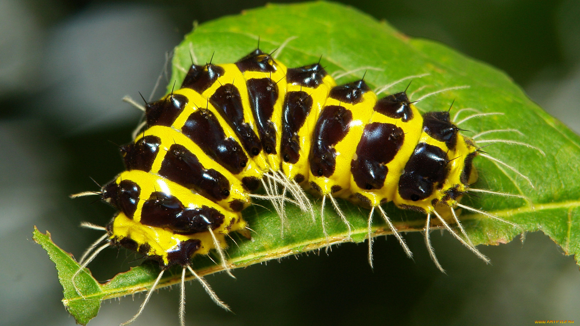 животные, гусеницы, лист, гусеница, макро, itchydogimages