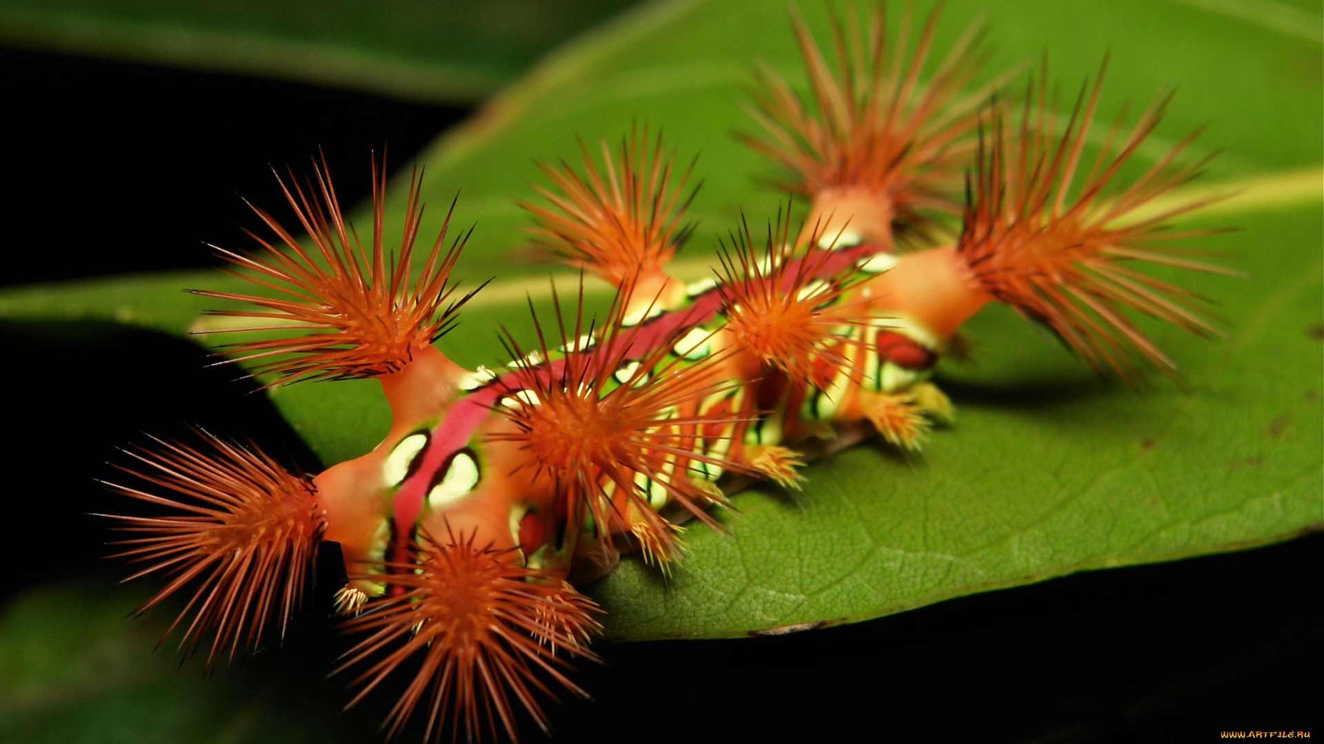 животные, гусеницы, лист, макро, john, horstman, гусеница, itchydogimages