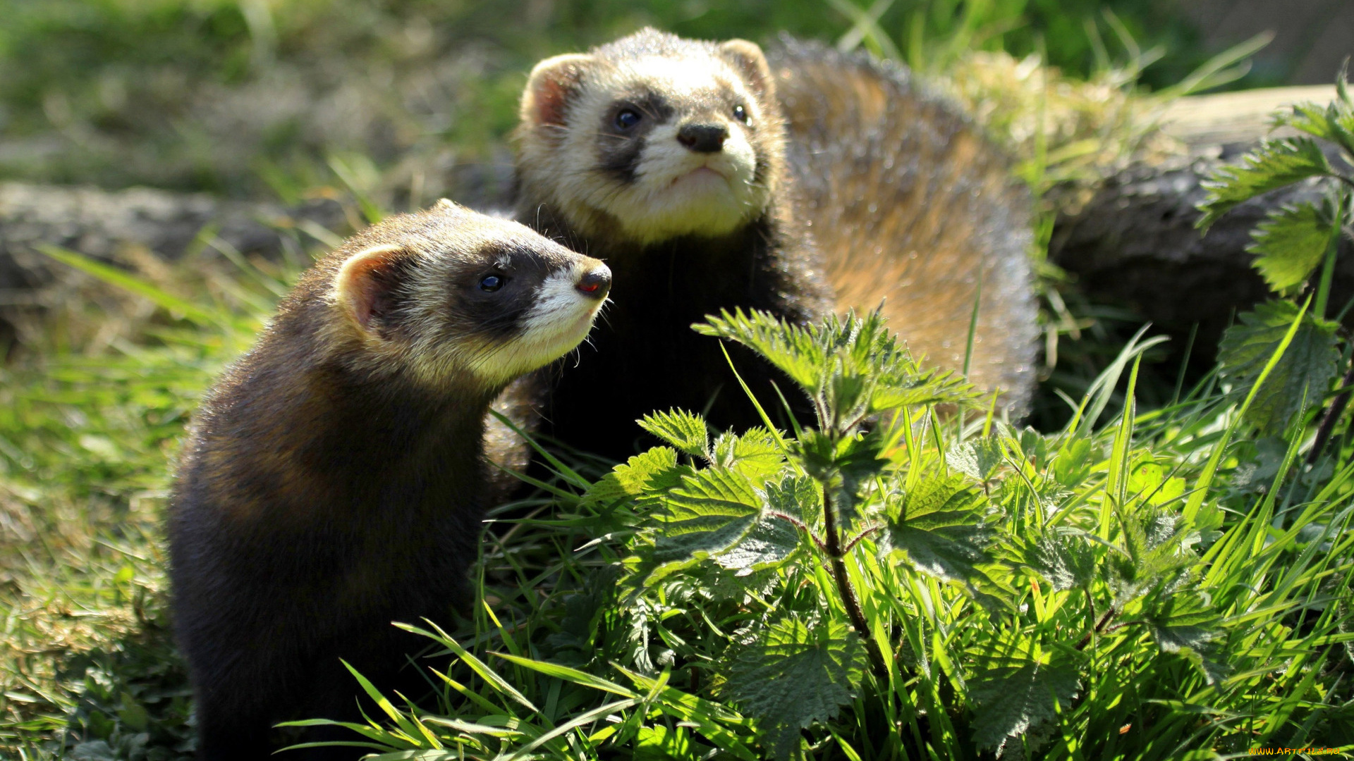 животные, хорьки, , куницы, , горностаи, , ласки, , соболи, кропива