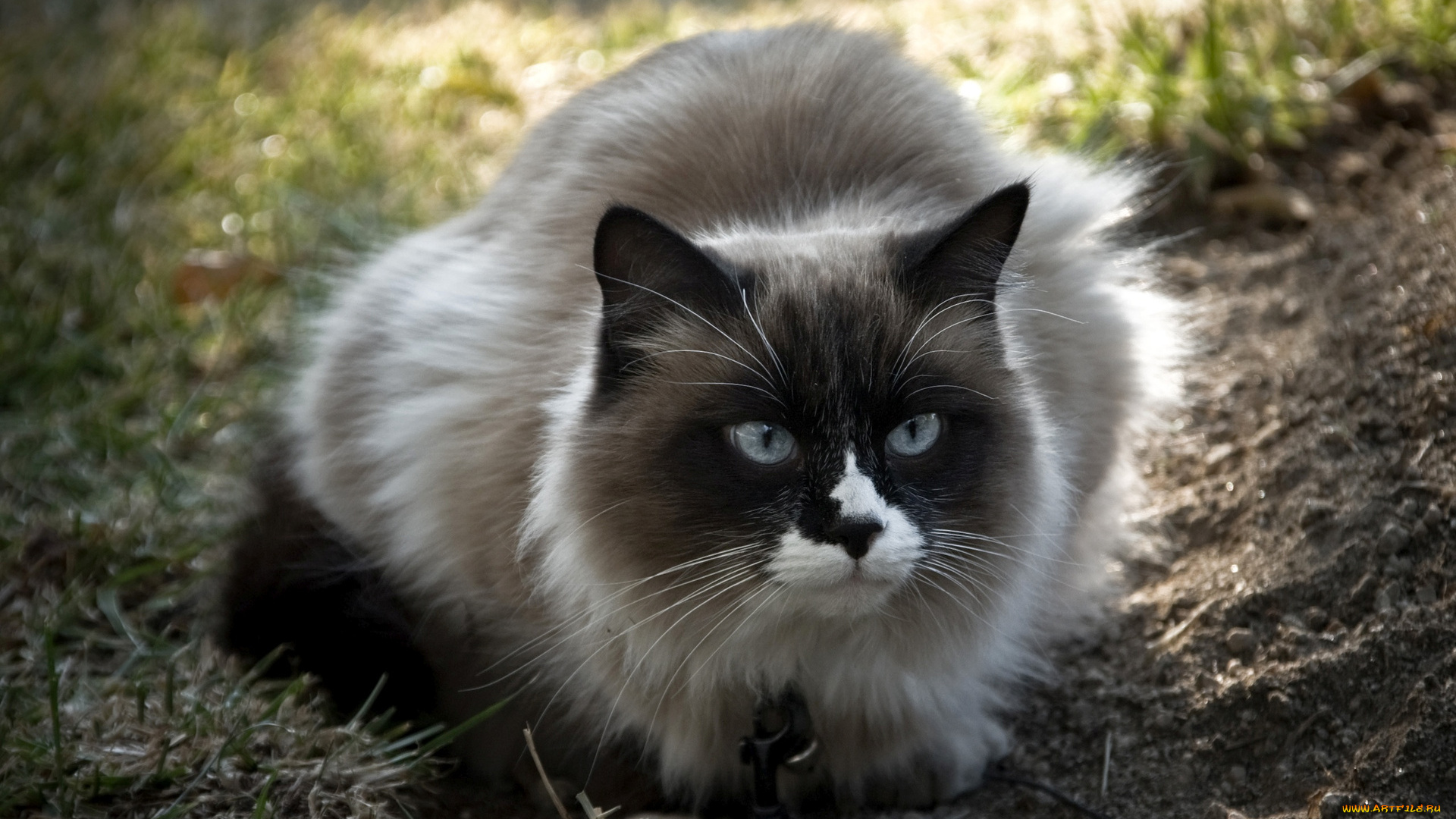 животные, коты, кот