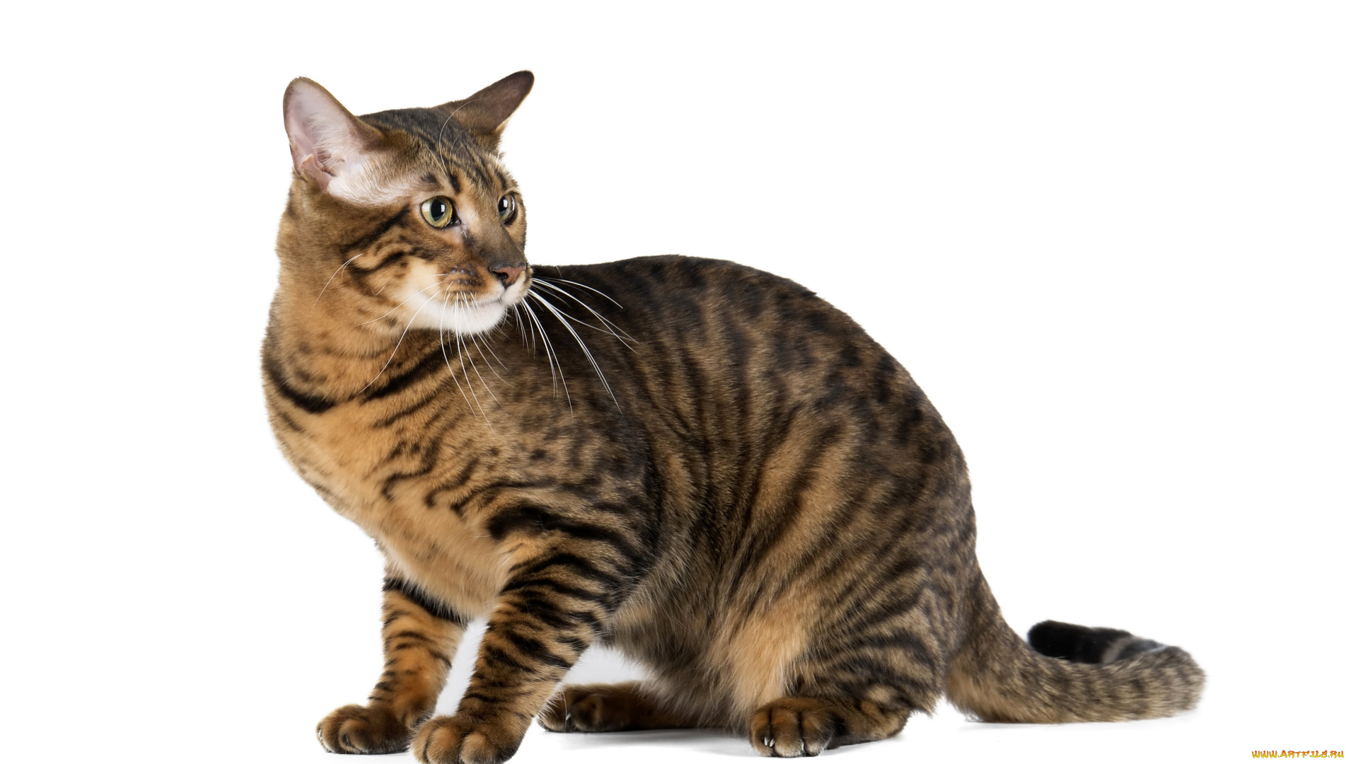 животные, коты, кот, взгляд