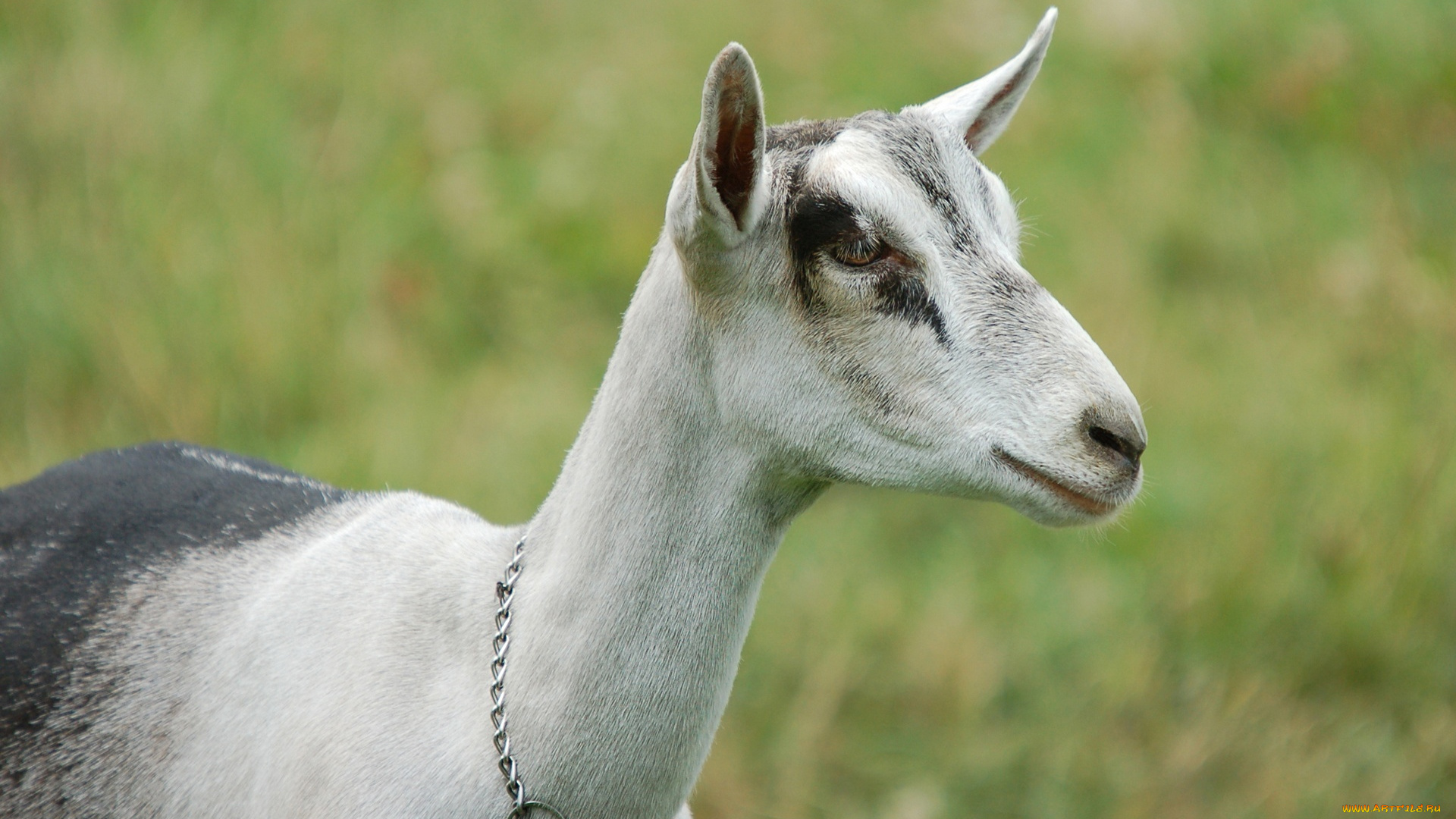 животные, козы, коза