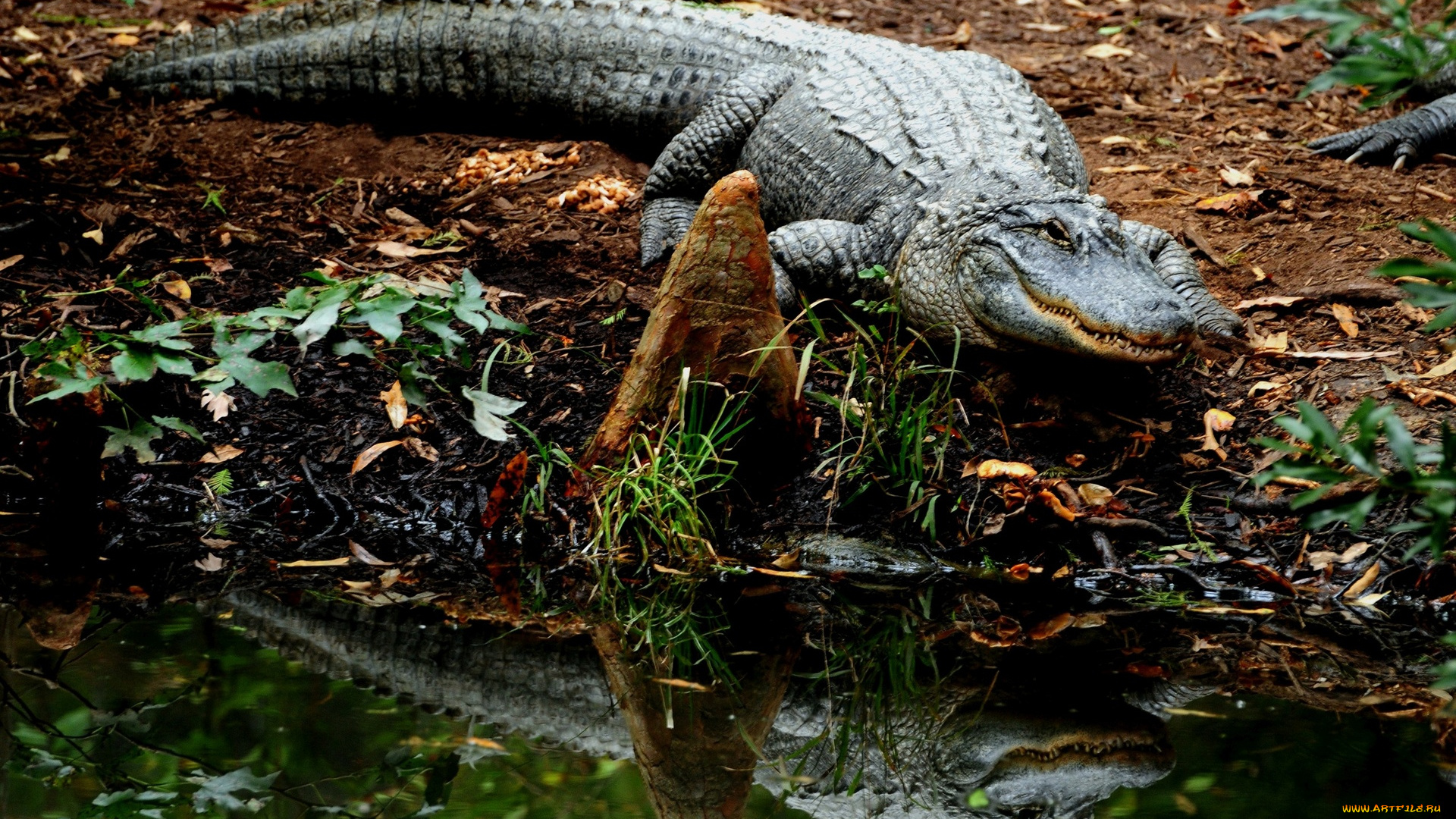 животные, крокодилы, крокодил