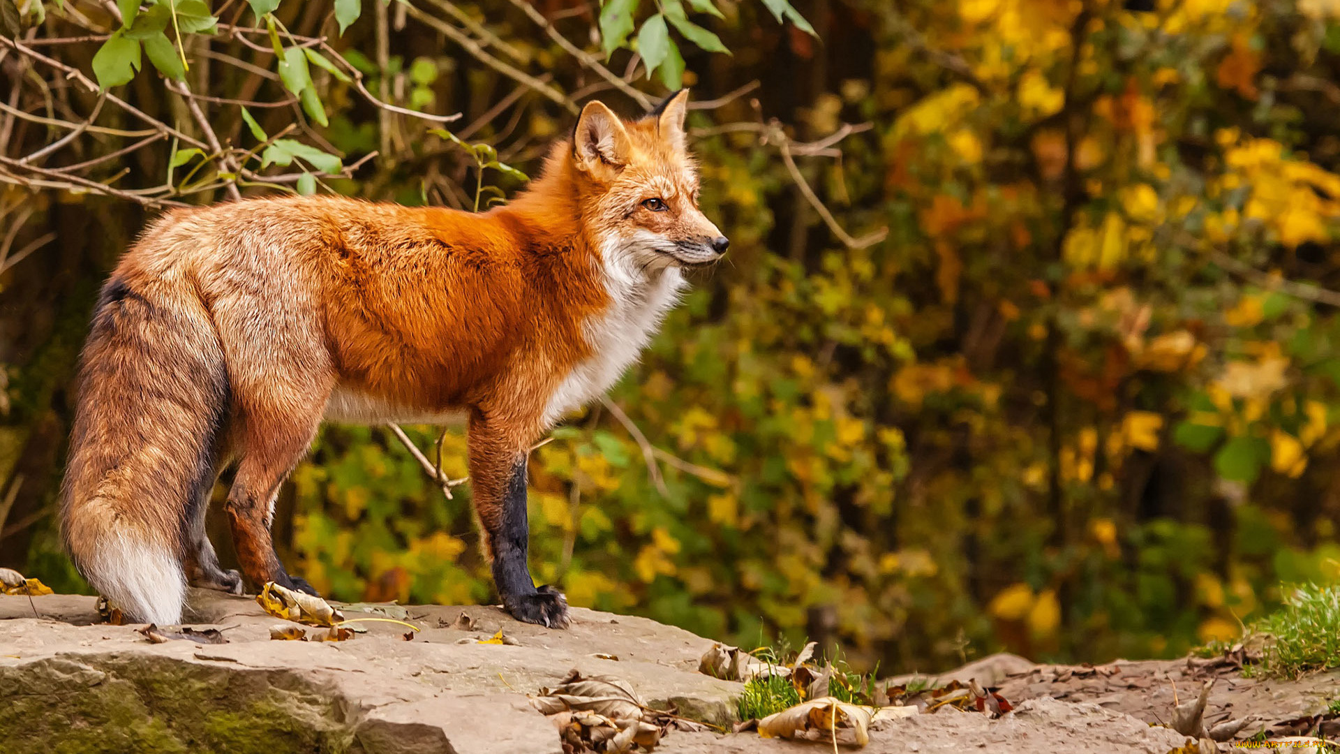 животные, лисы, взгляд