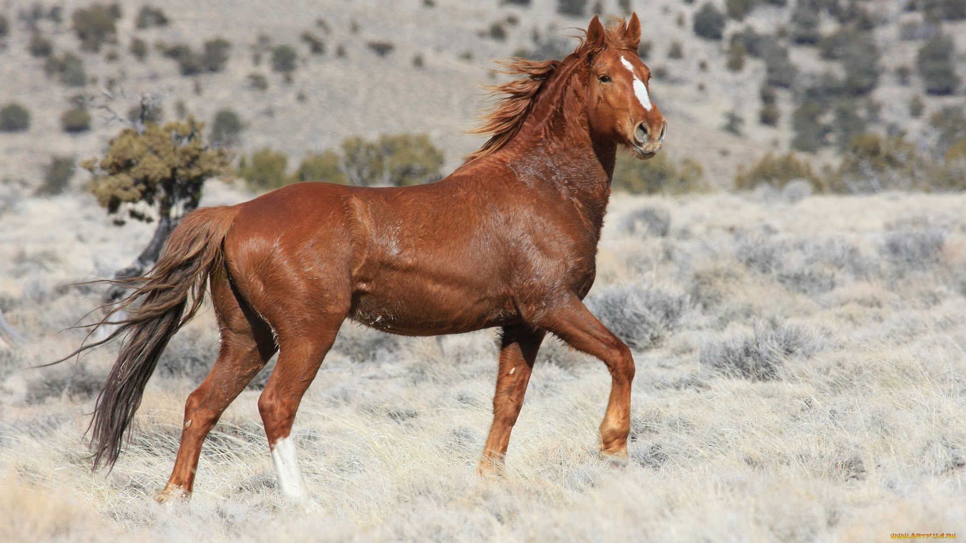 животные, лошади, лошадь