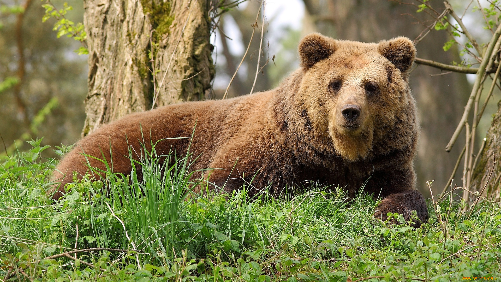 животные, медведи, медведь