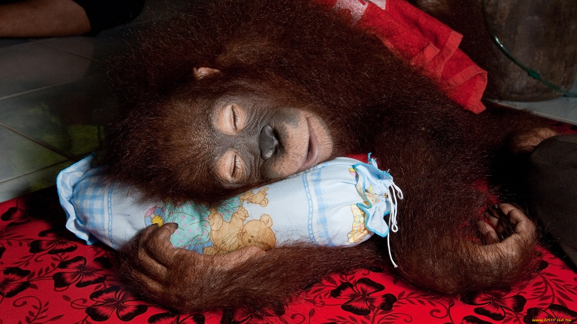 животные, обезьяны, сон