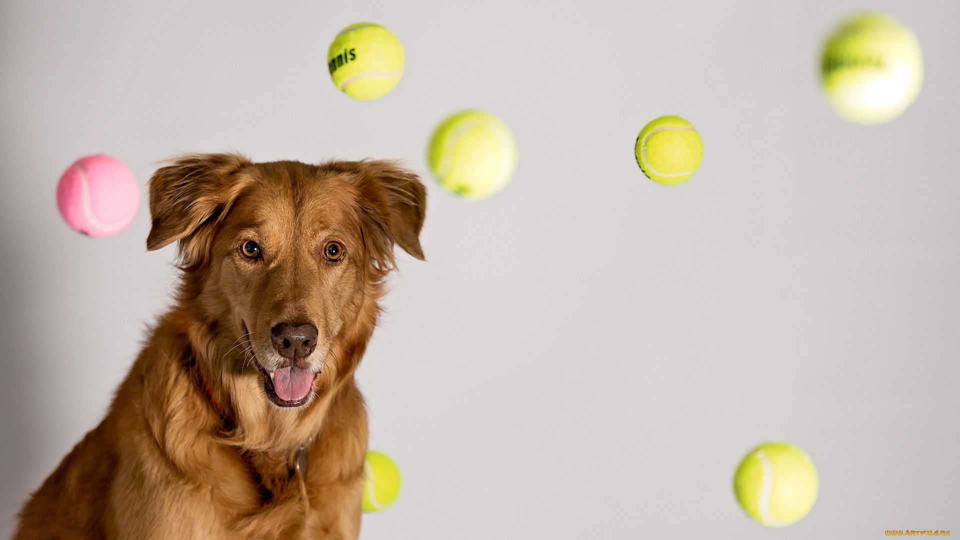 животные, собаки, dreams, ball, tennis
