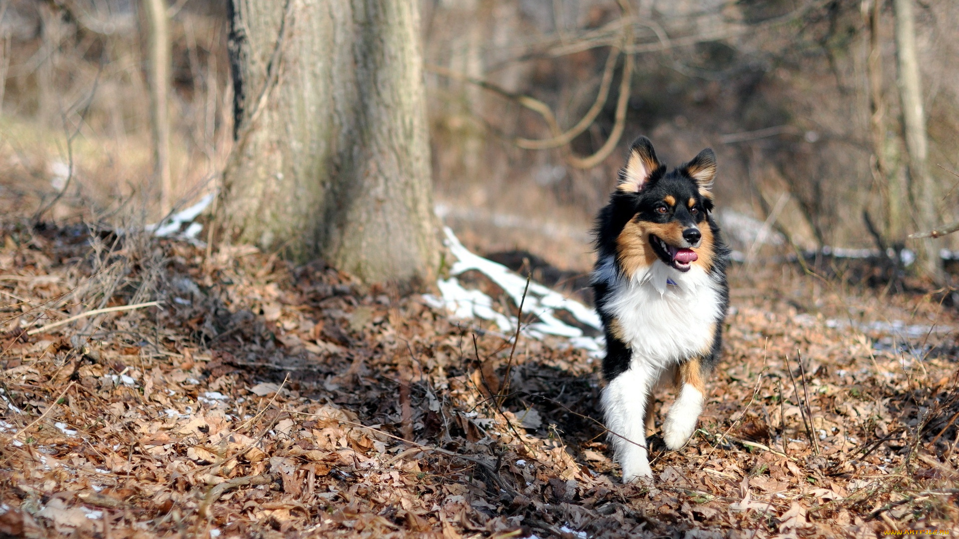 животные, собаки, собака