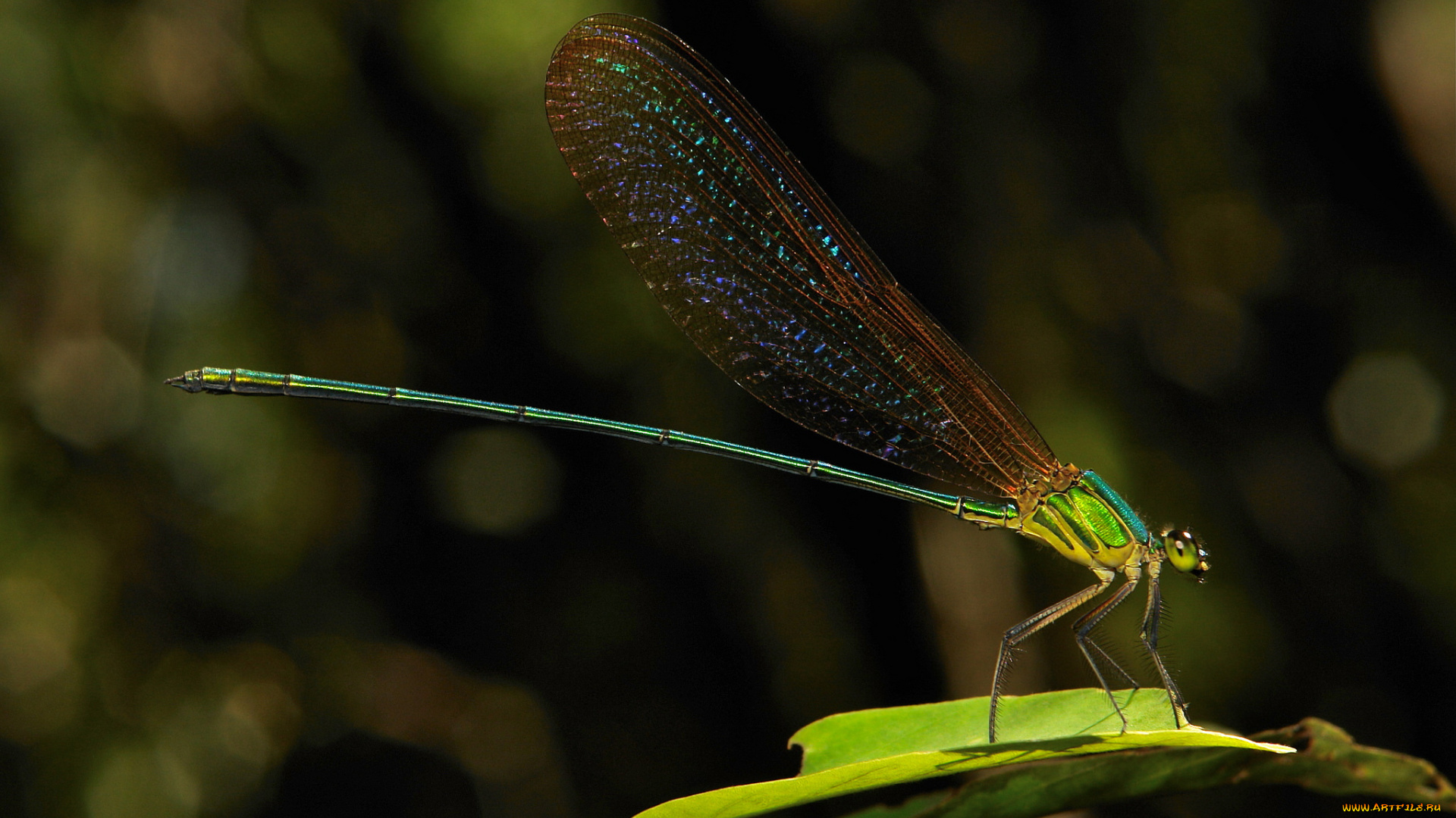 животные, стрекозы, крылья, стрекоза, макро, itchydogimages