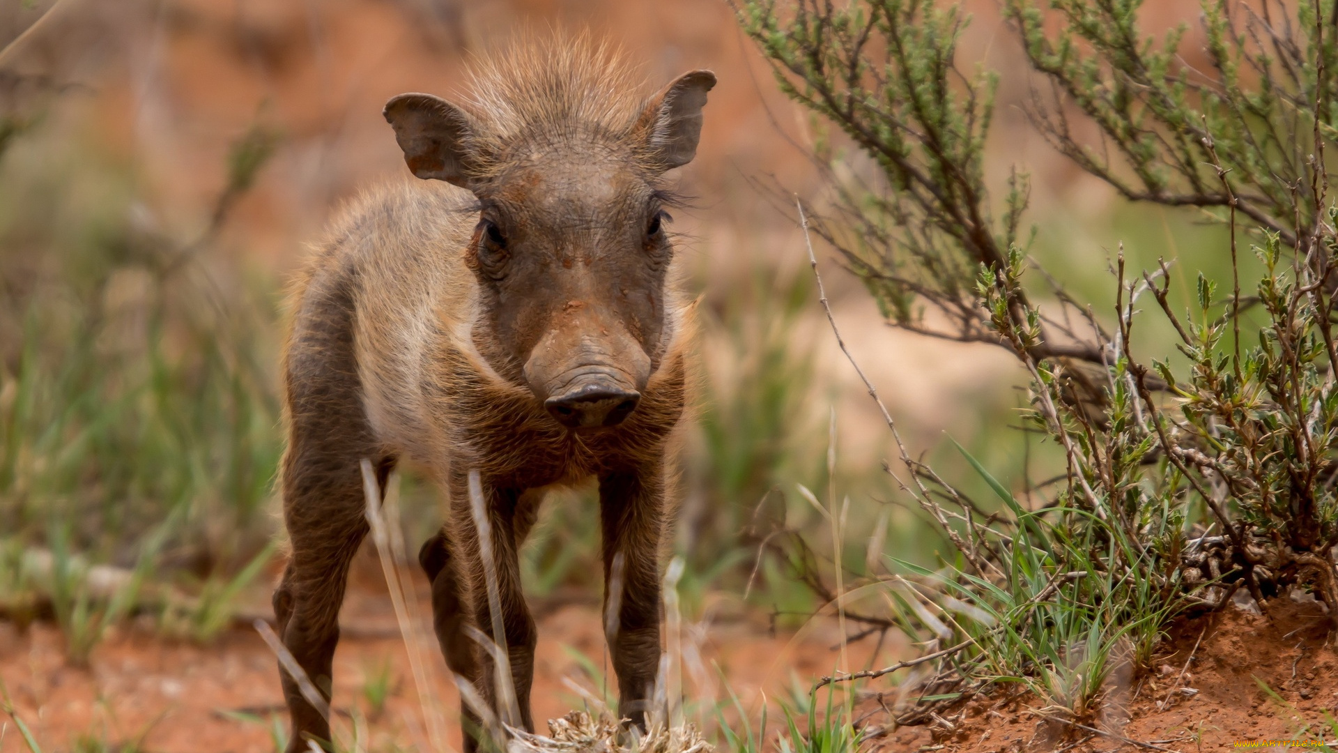 животные, свиньи, , кабаны, кабан