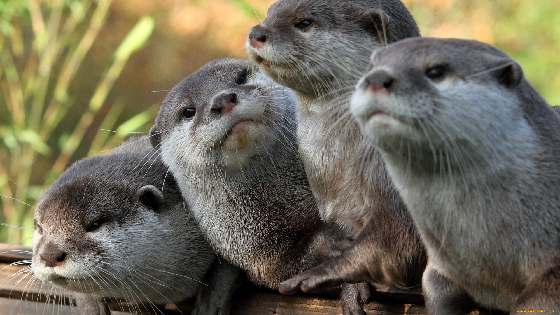 животные, выдры, , каланы, , ондатры