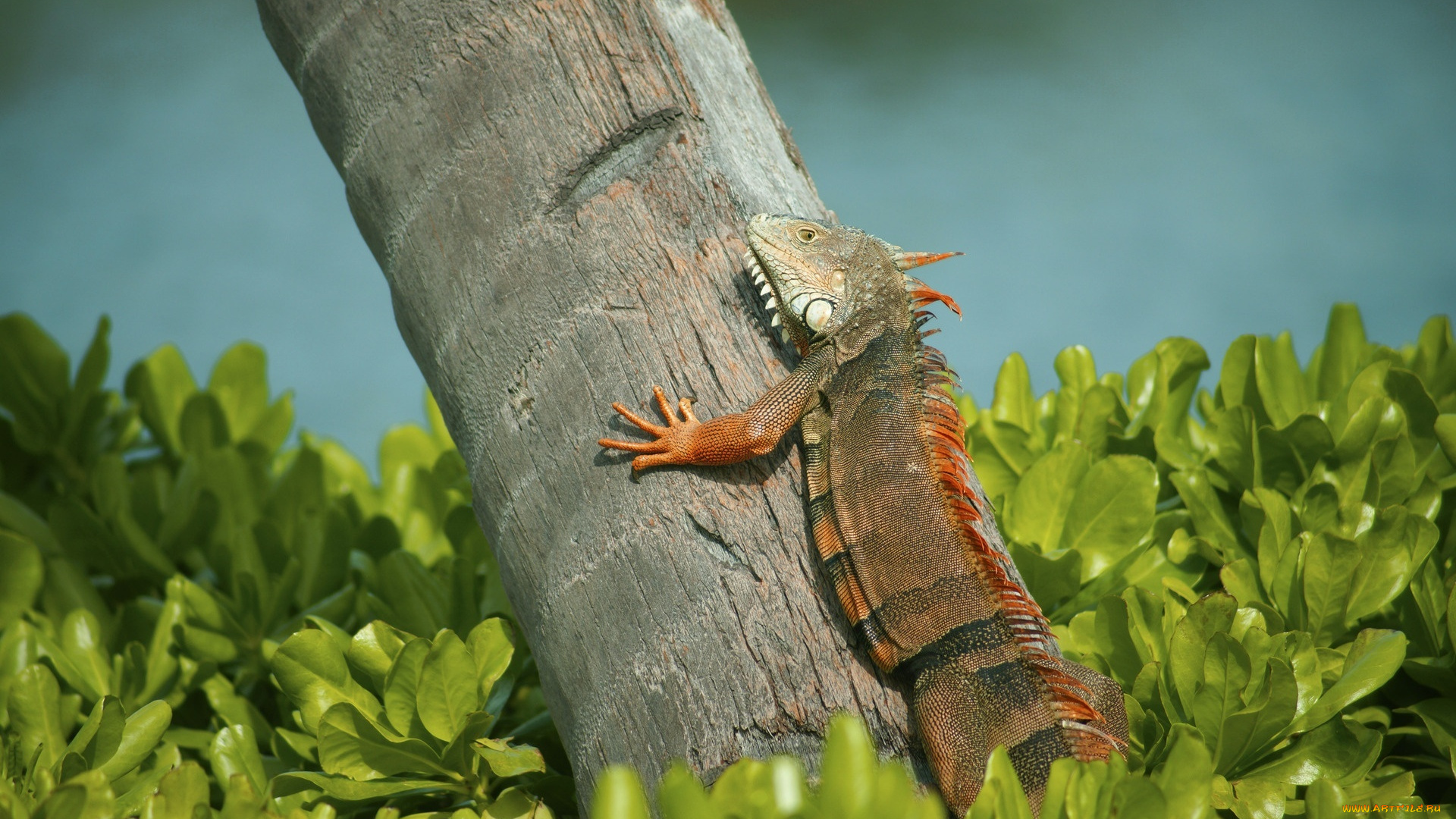 животные, Ящерицы, , игуаны, , вараны, ящерица